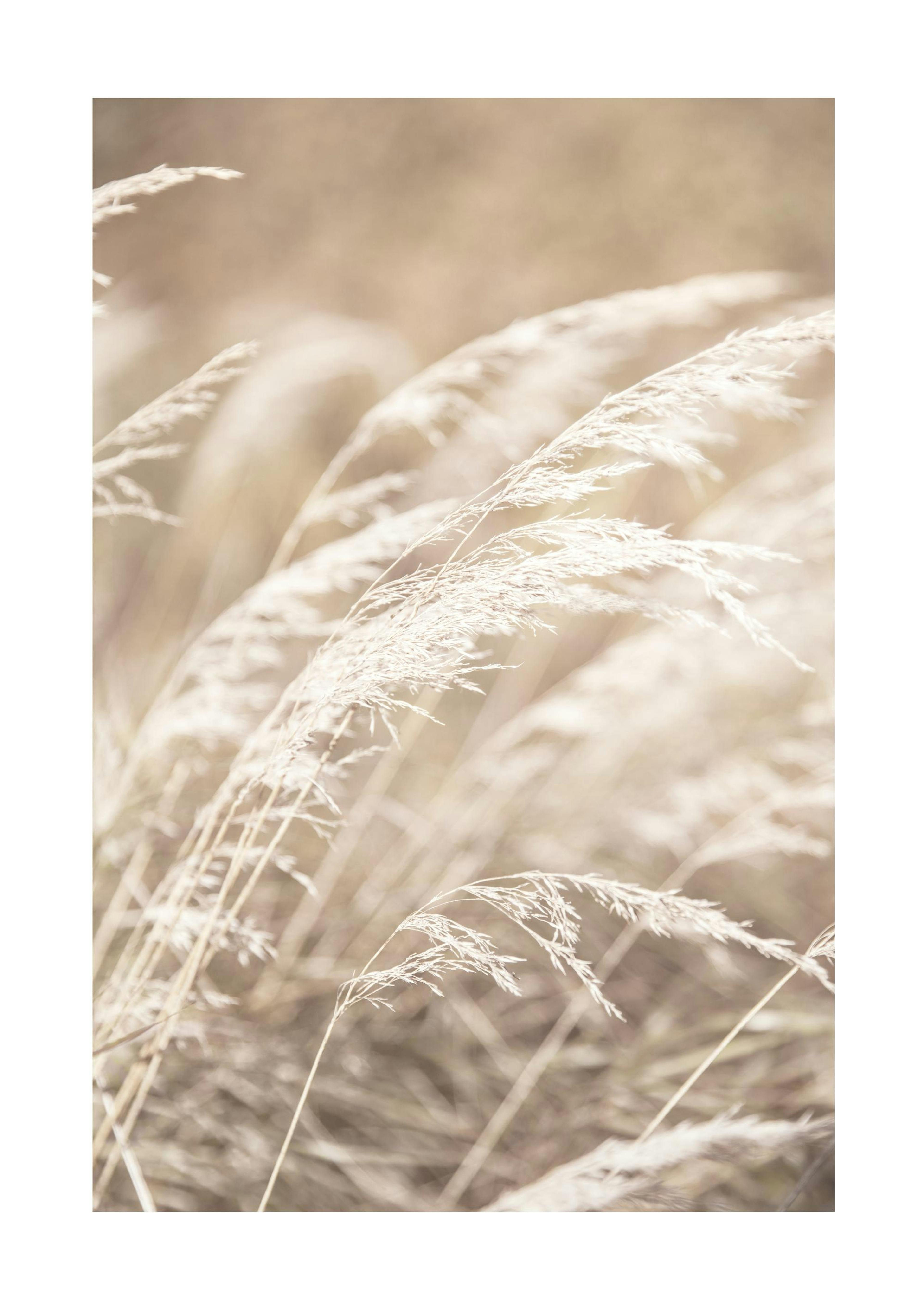 Dried Grass on Field No4 Poster 0