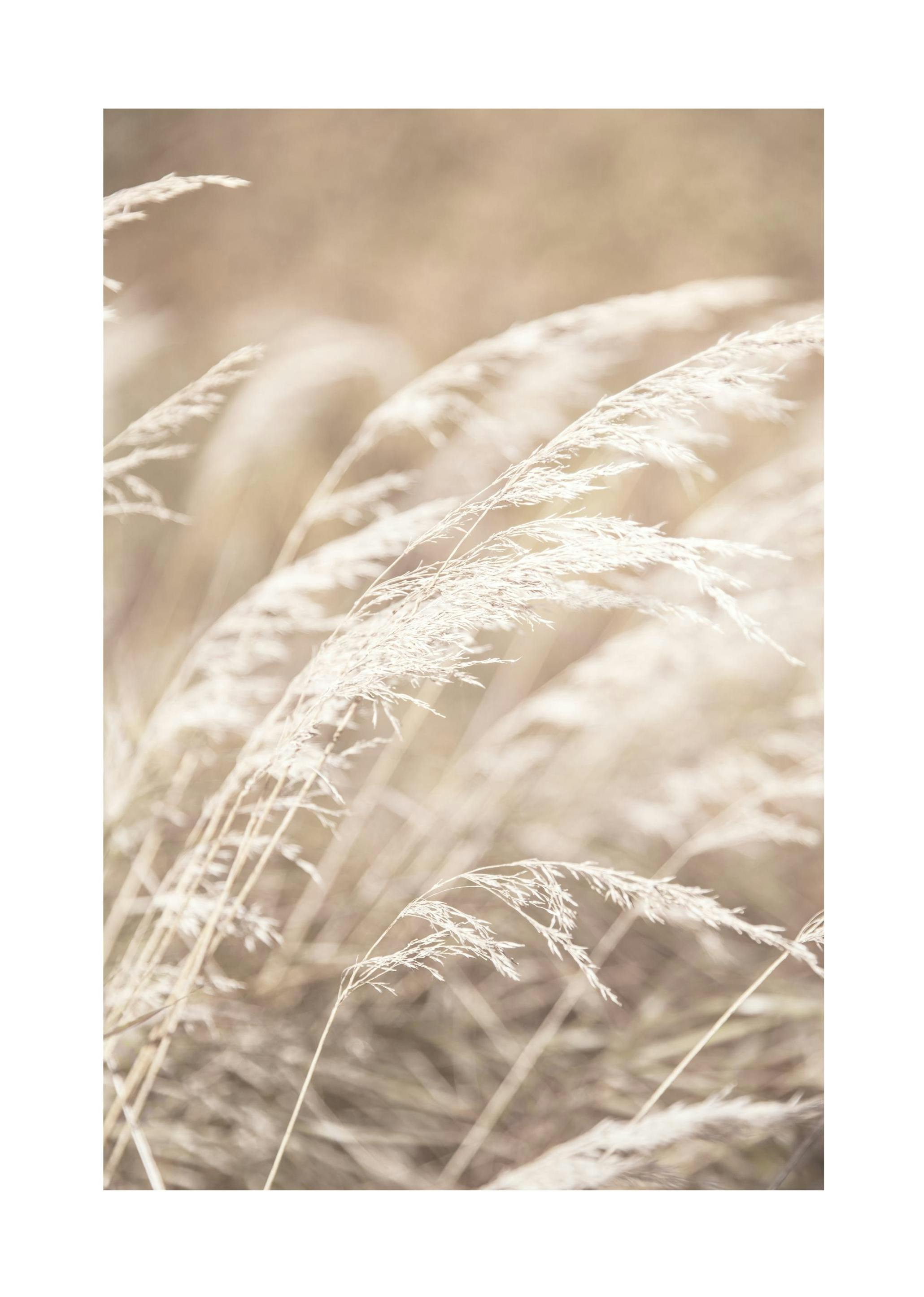 Dried Grass on Field No4 Print (21x30 cm)