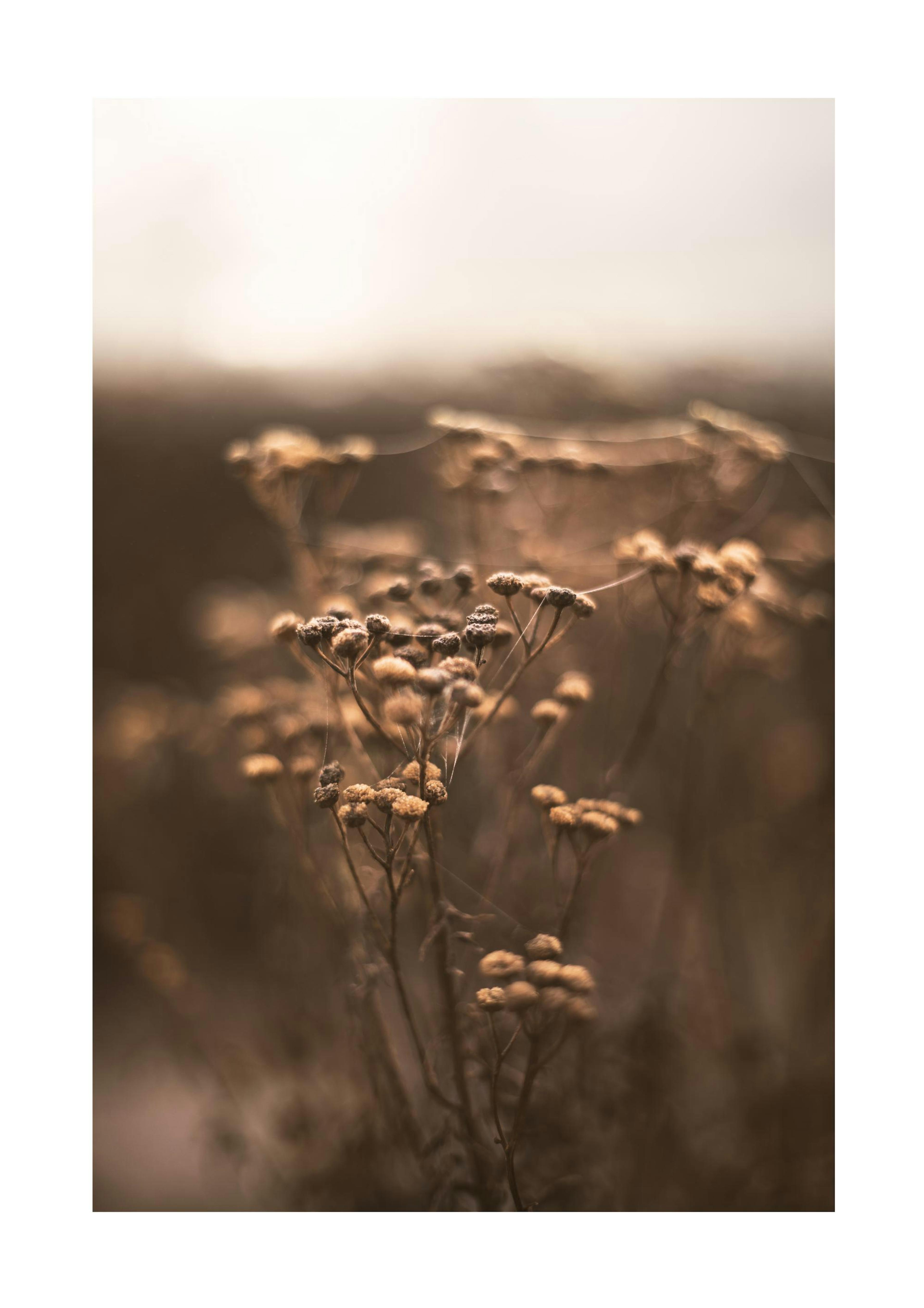 Brown Botanical No1 Print 0