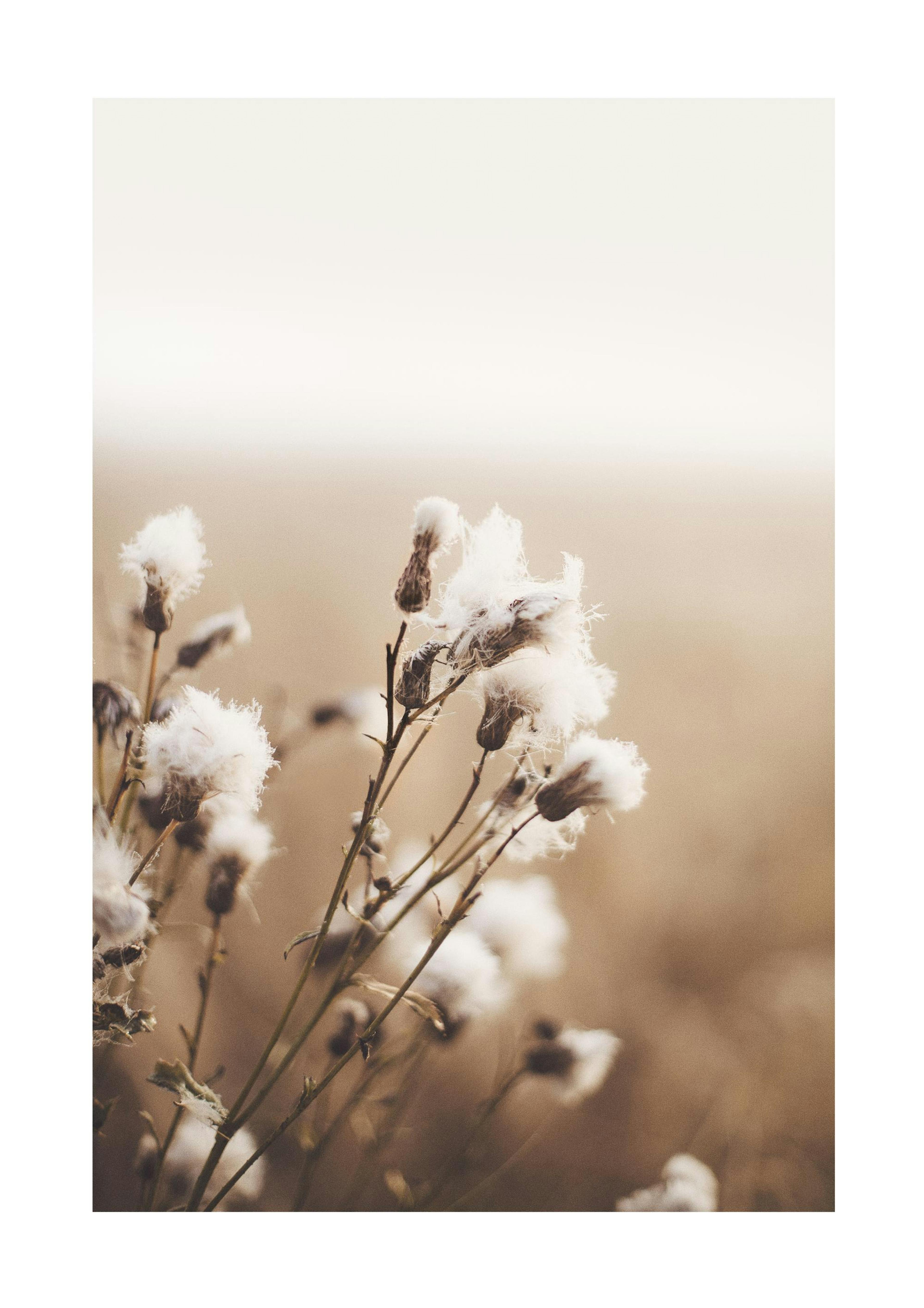 Moody Flowers 포스터 0