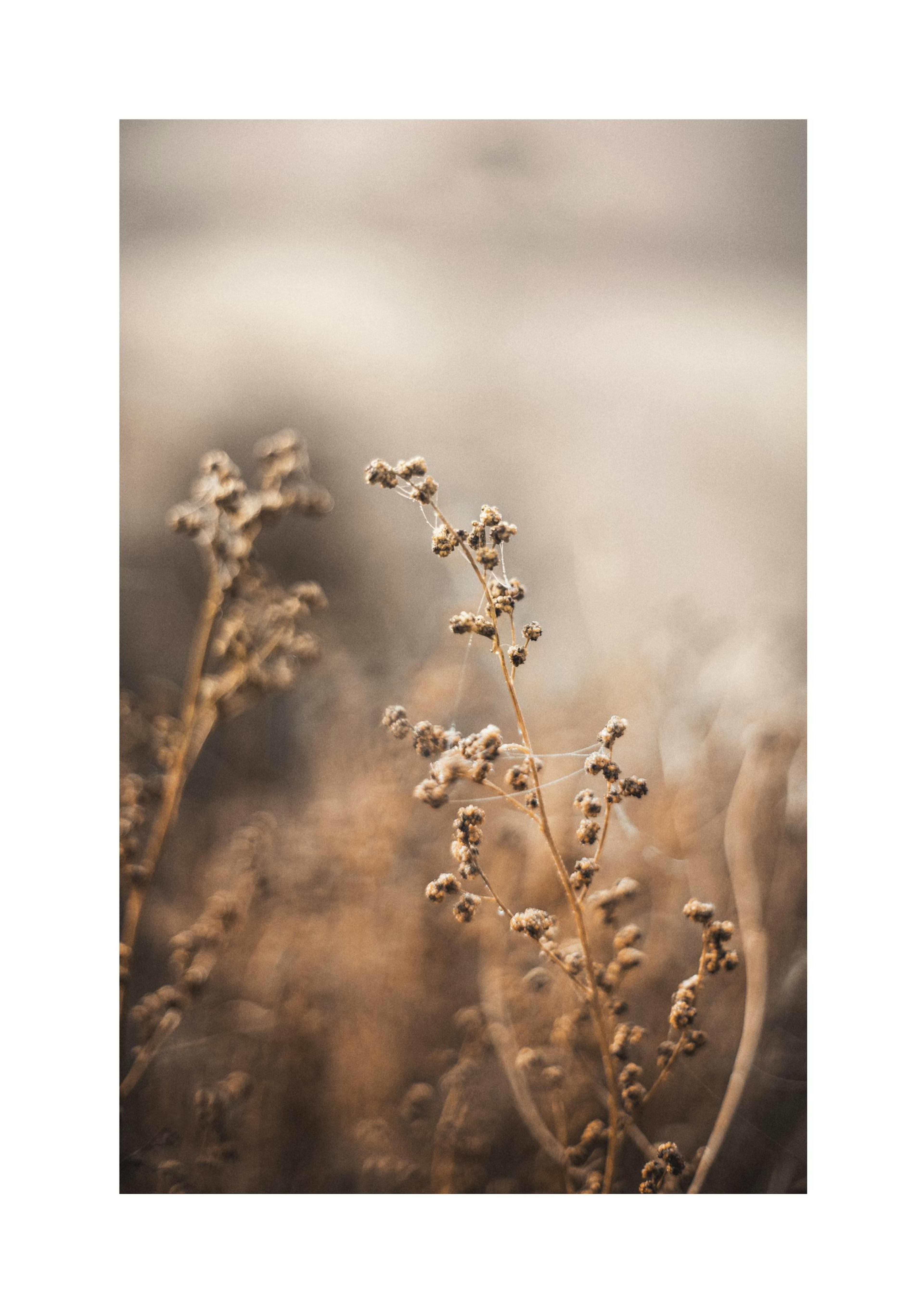 Brown Botanical No2 Poster