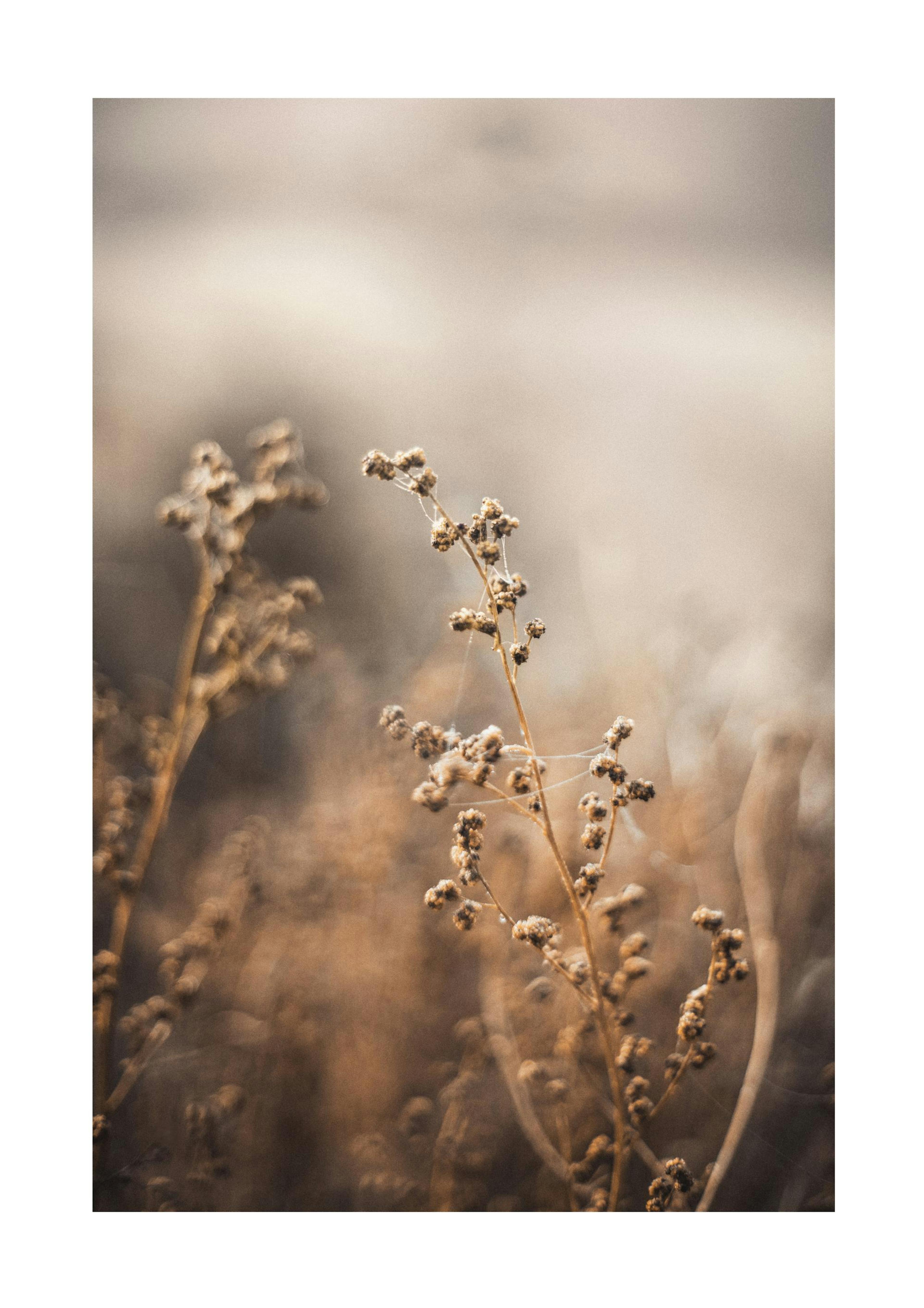 Brown Botanical No2 Print 0