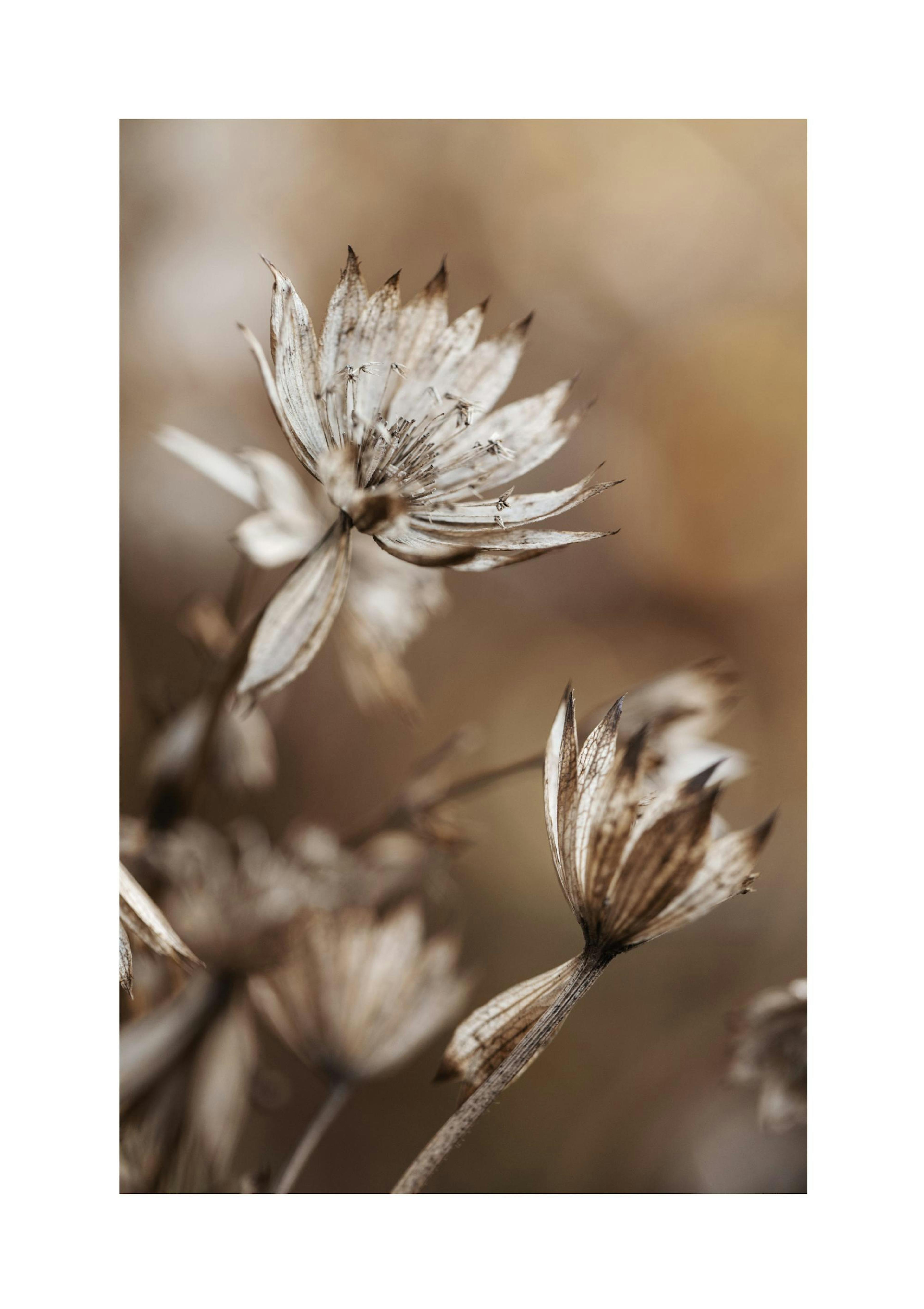 Dried Flowers in Brown Print