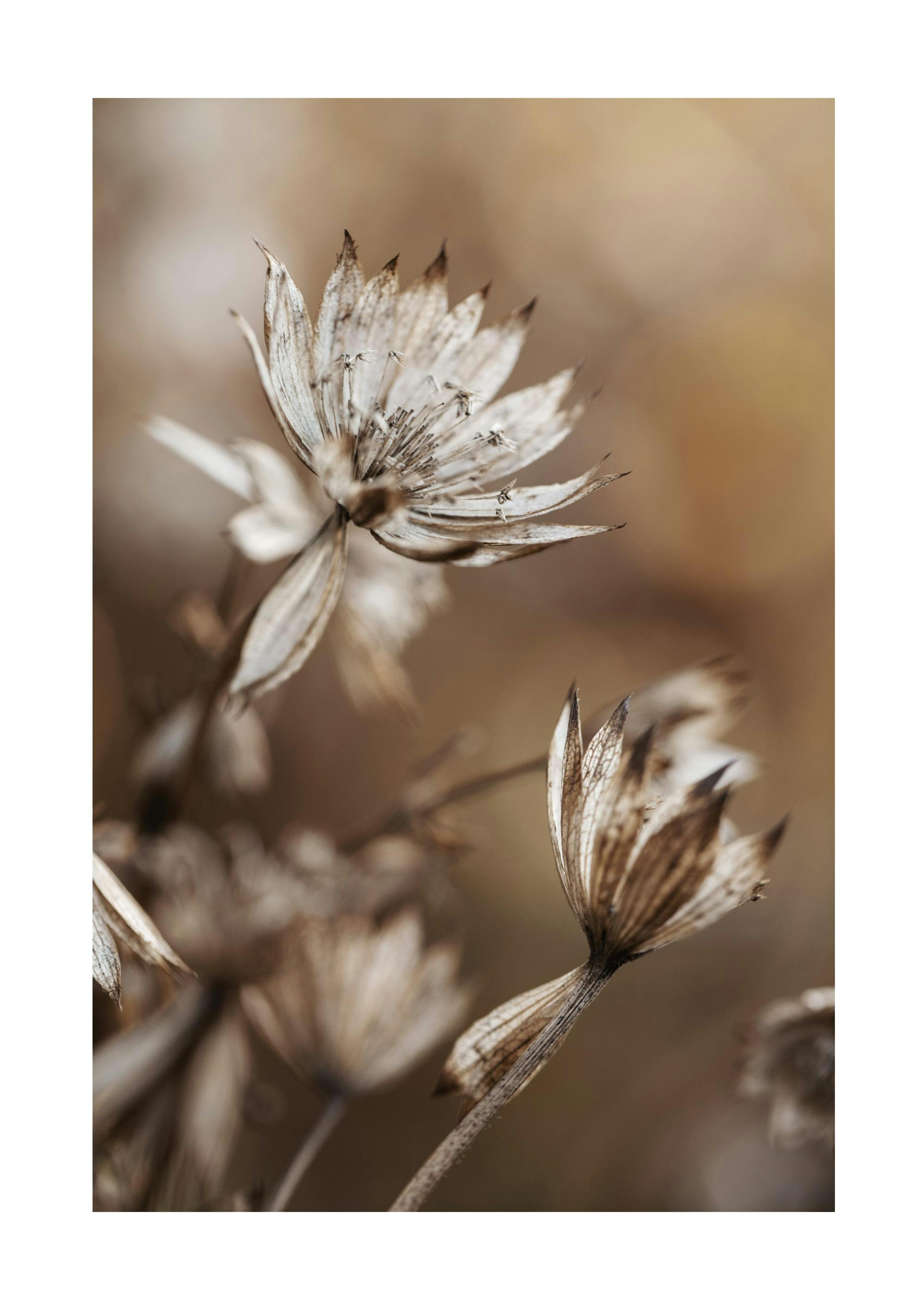 Dried Flowers in Brown Affiche 0