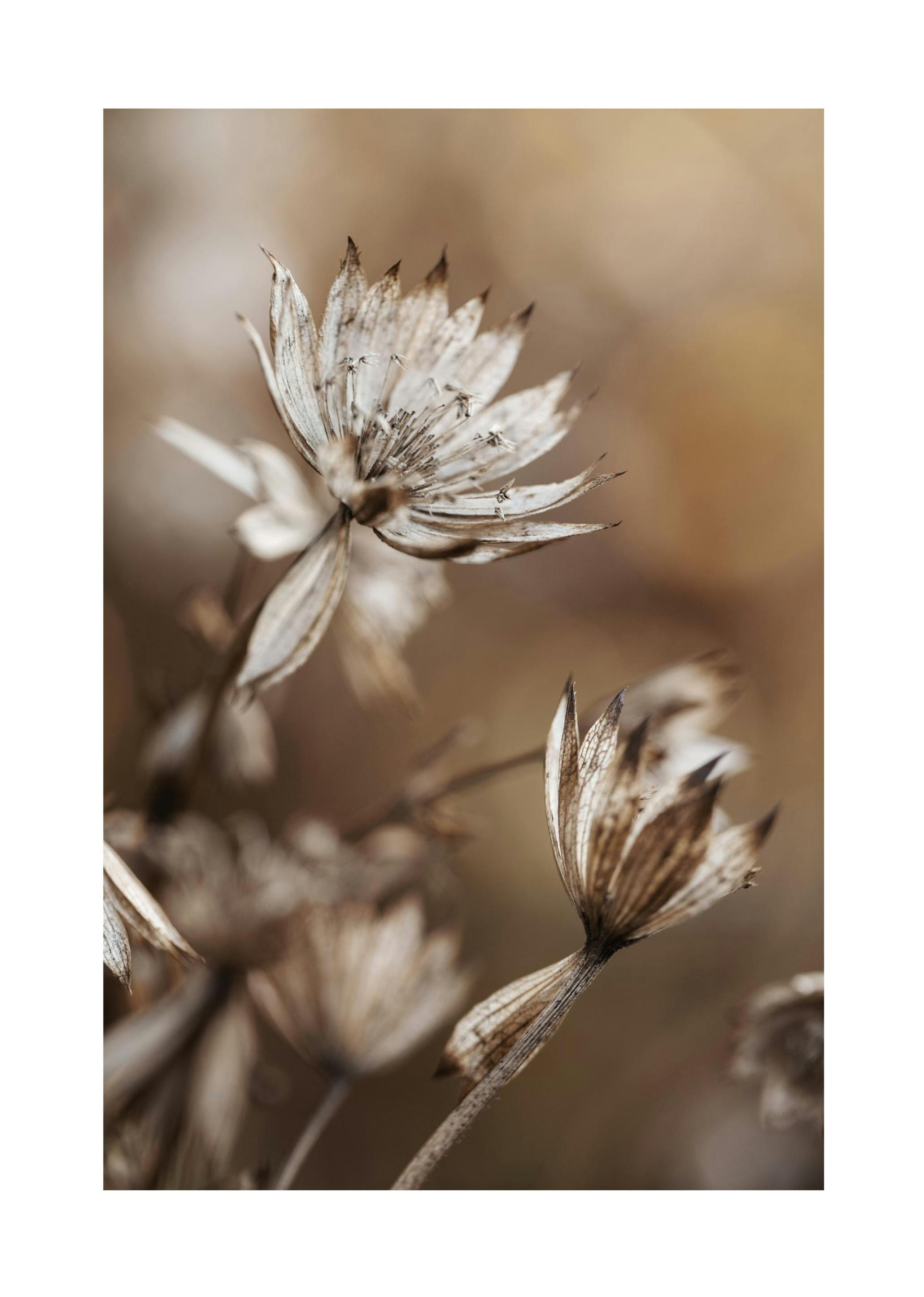 Dried Flowers in Brown Print (30x40 cm)