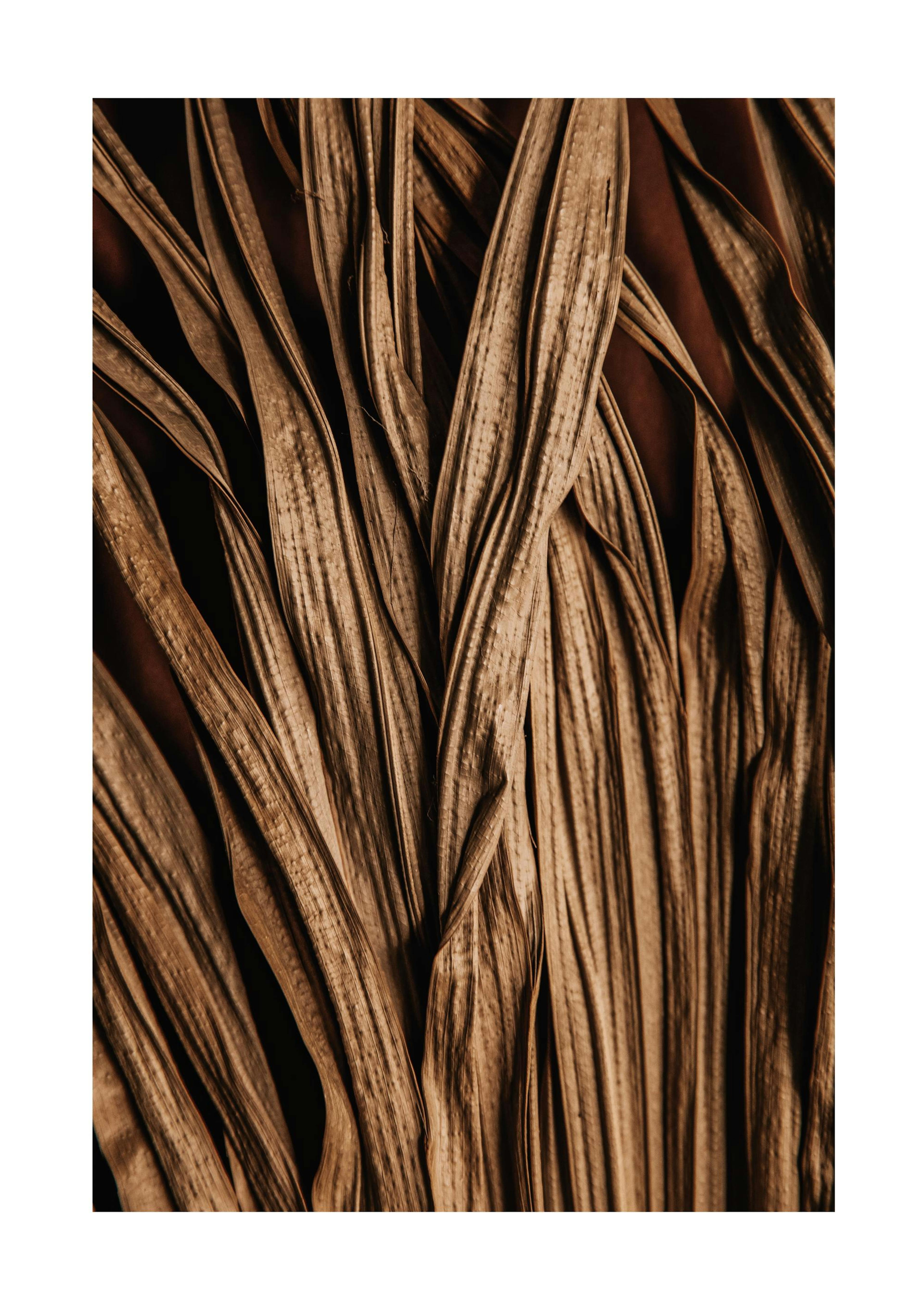 Brown Leaves Close Up Poster 0