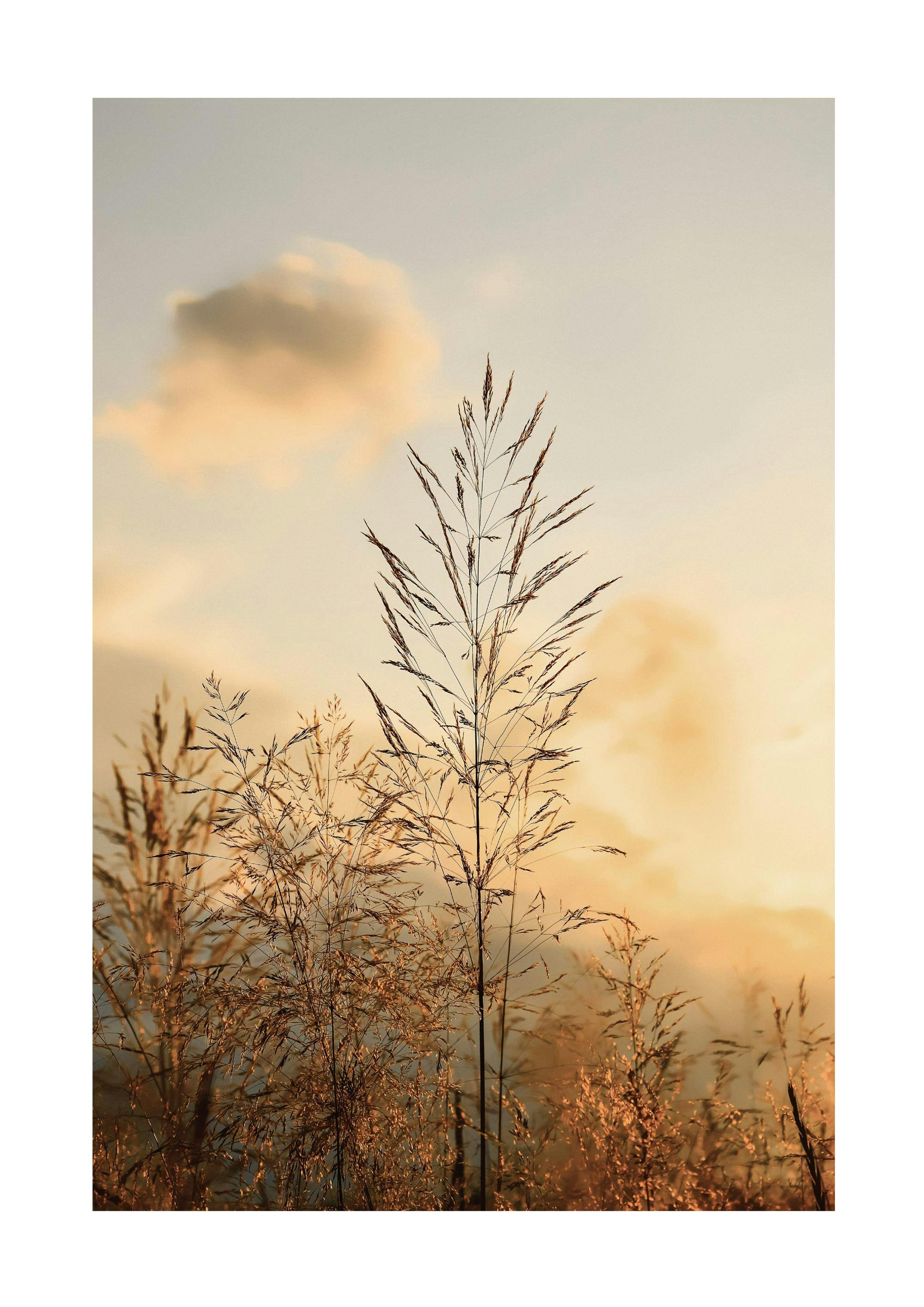 Sunset in the Field Plakat 0