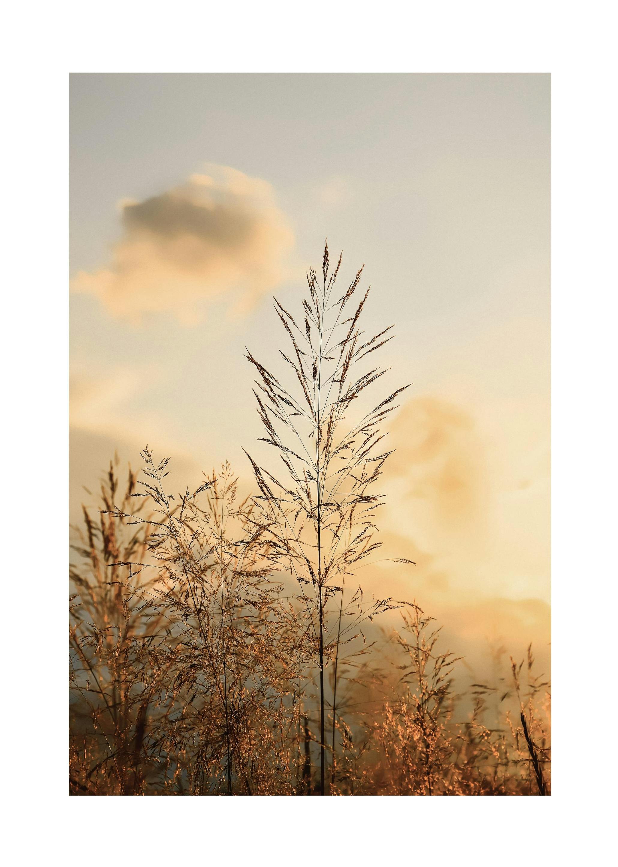 Sunset in the Field Affiche (30x40 cm)