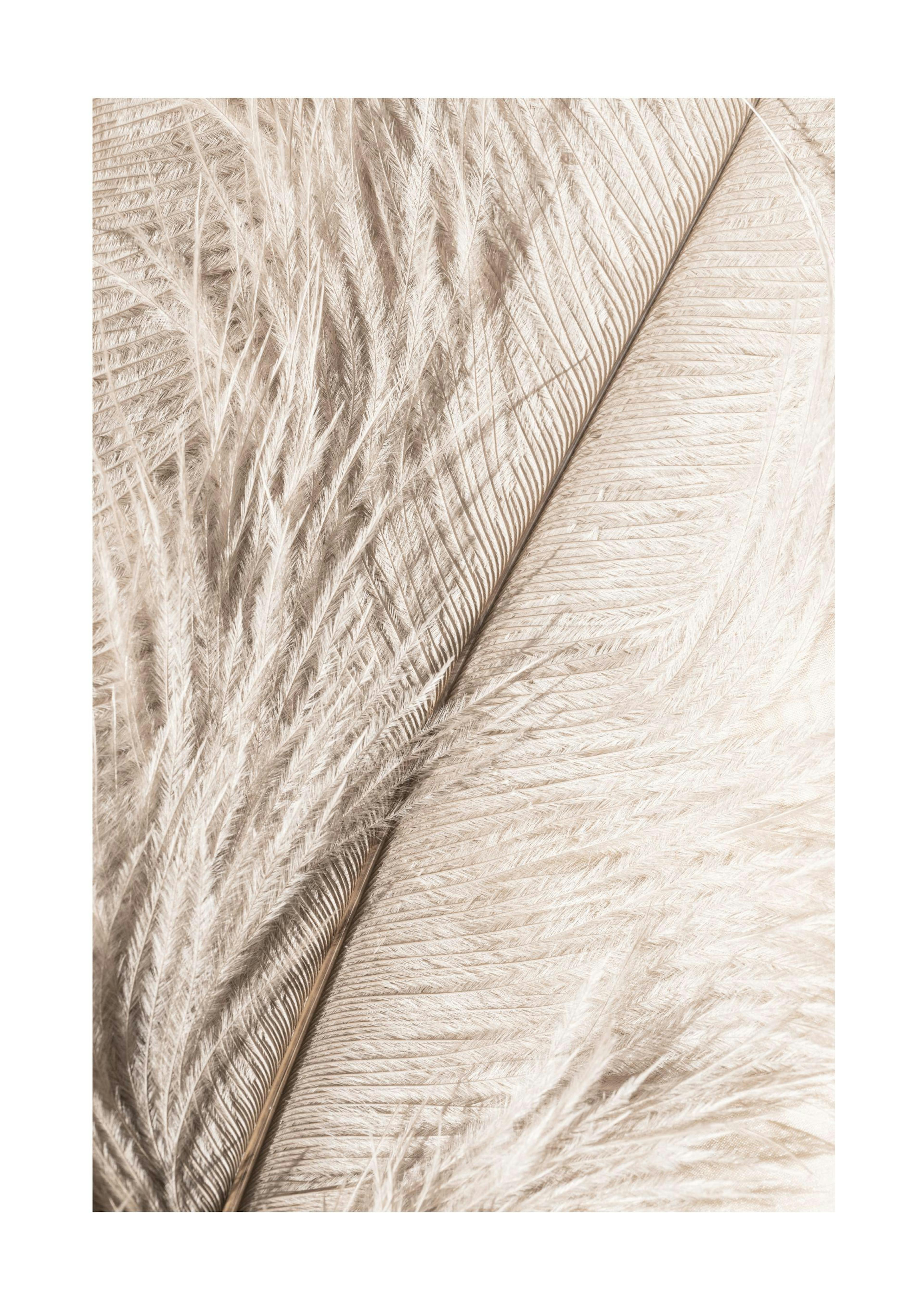 Feather Close Up Print 0