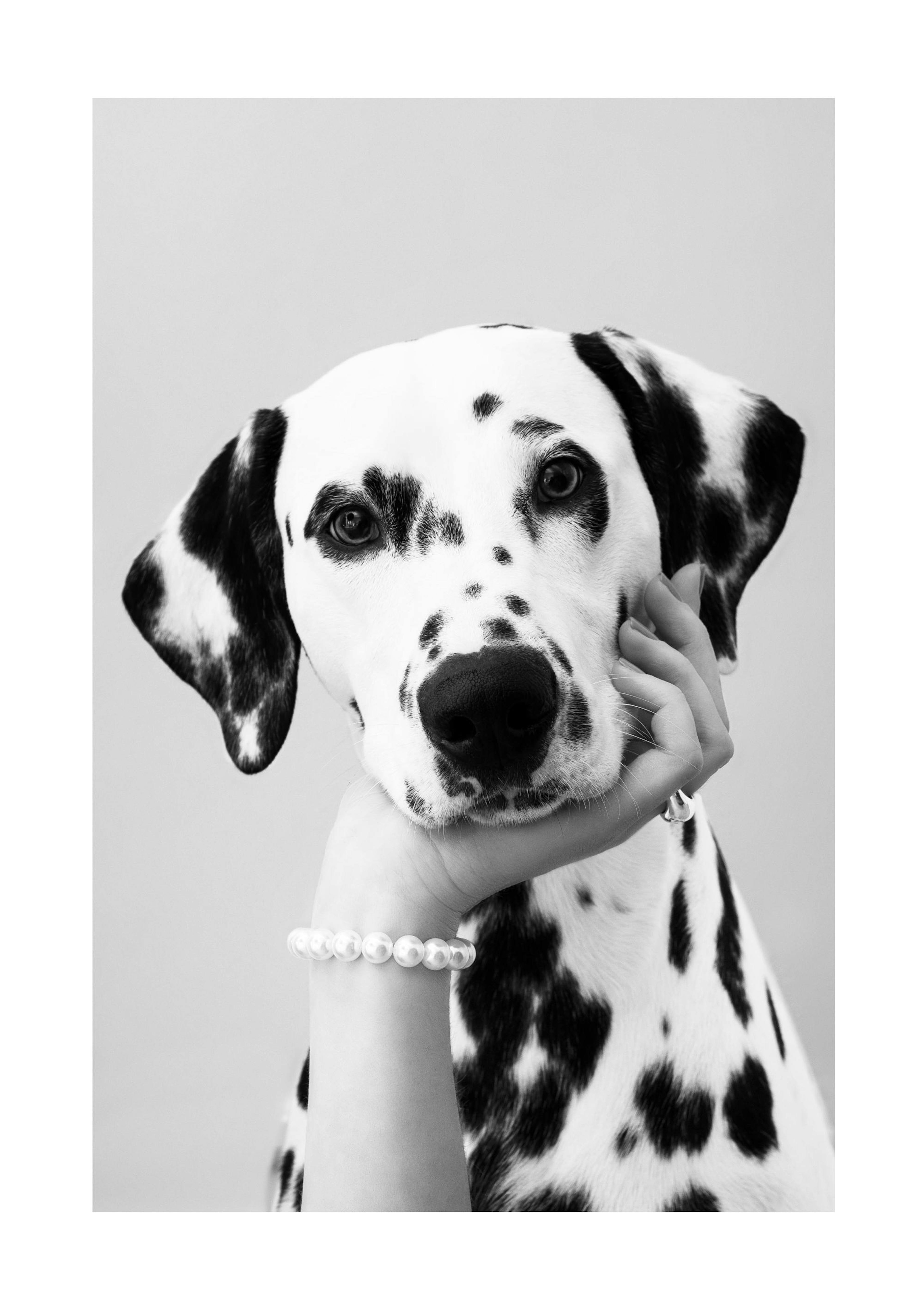 Dalmatian Print 0