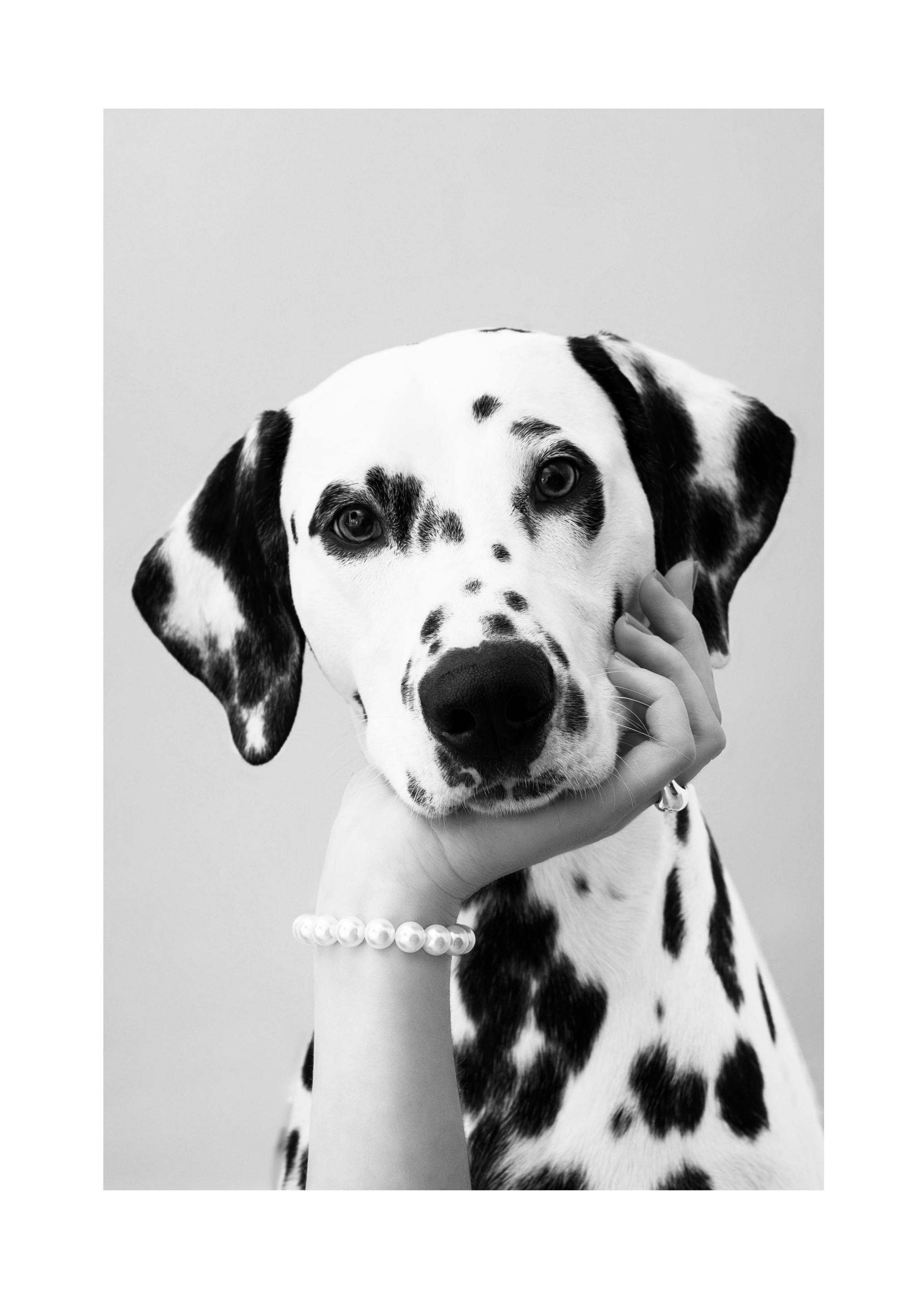 Dalmatian Poster (50x70 cm)