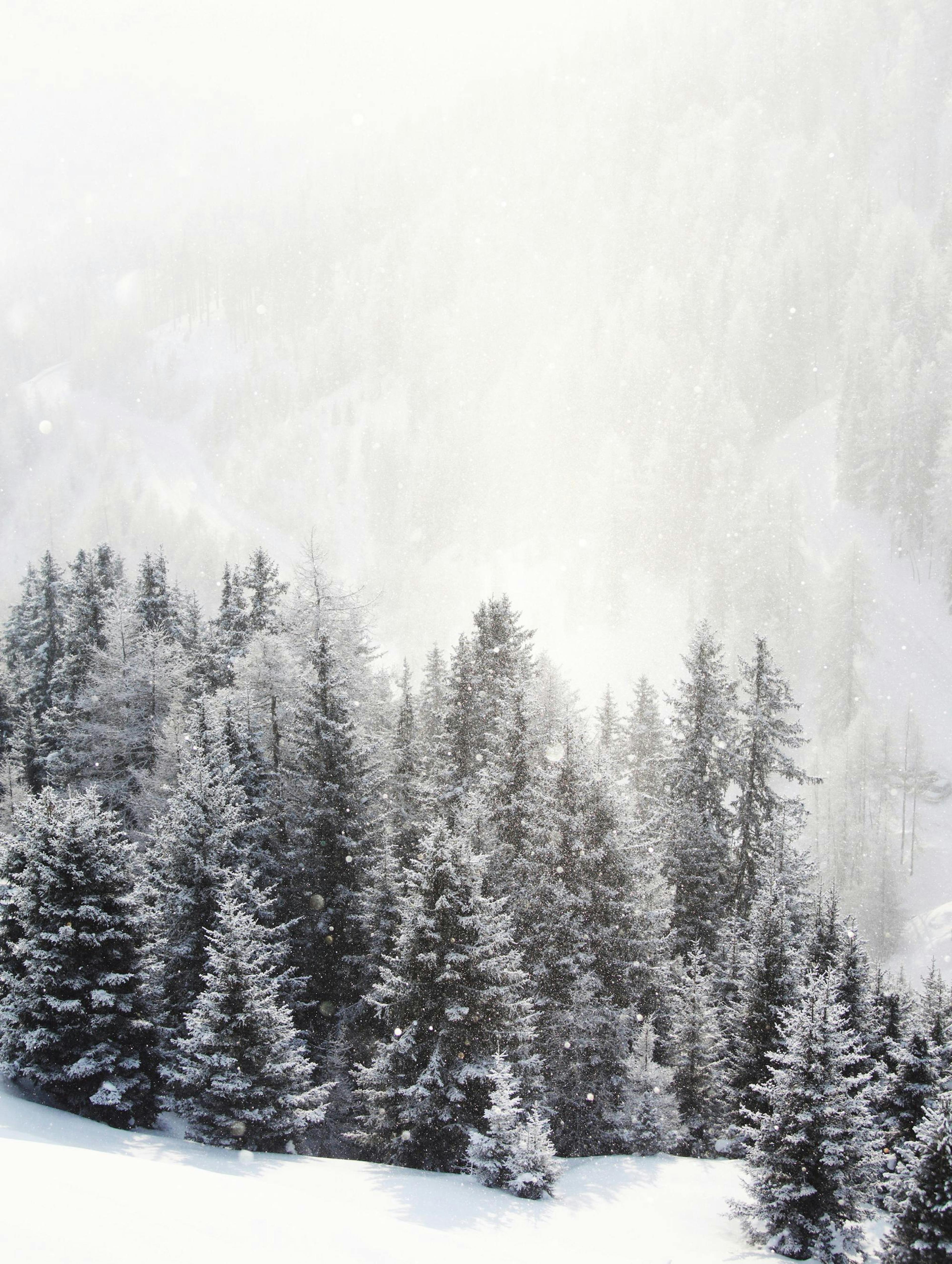 Frozen Forest Affiche