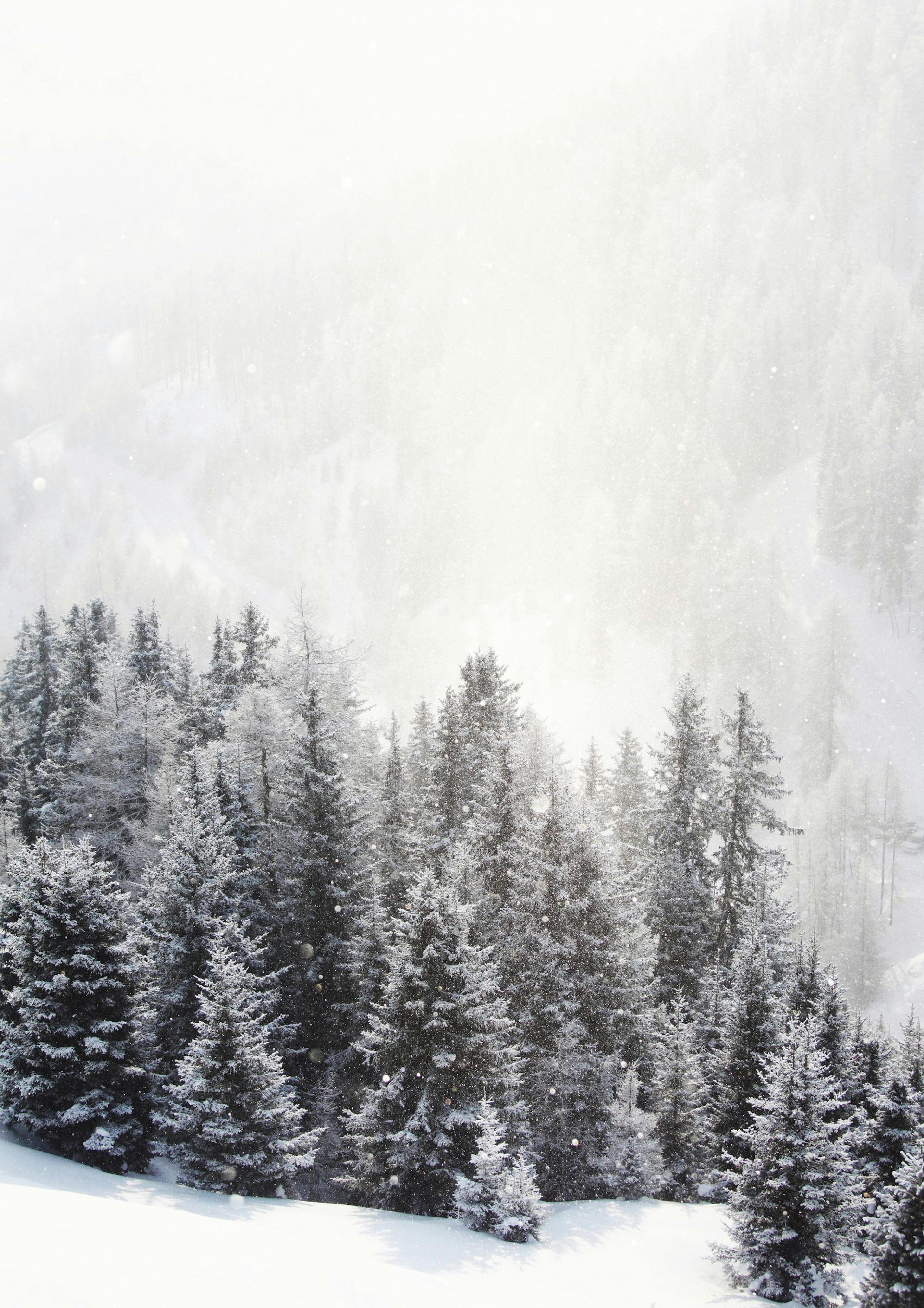 Frozen Forest Affiche 0