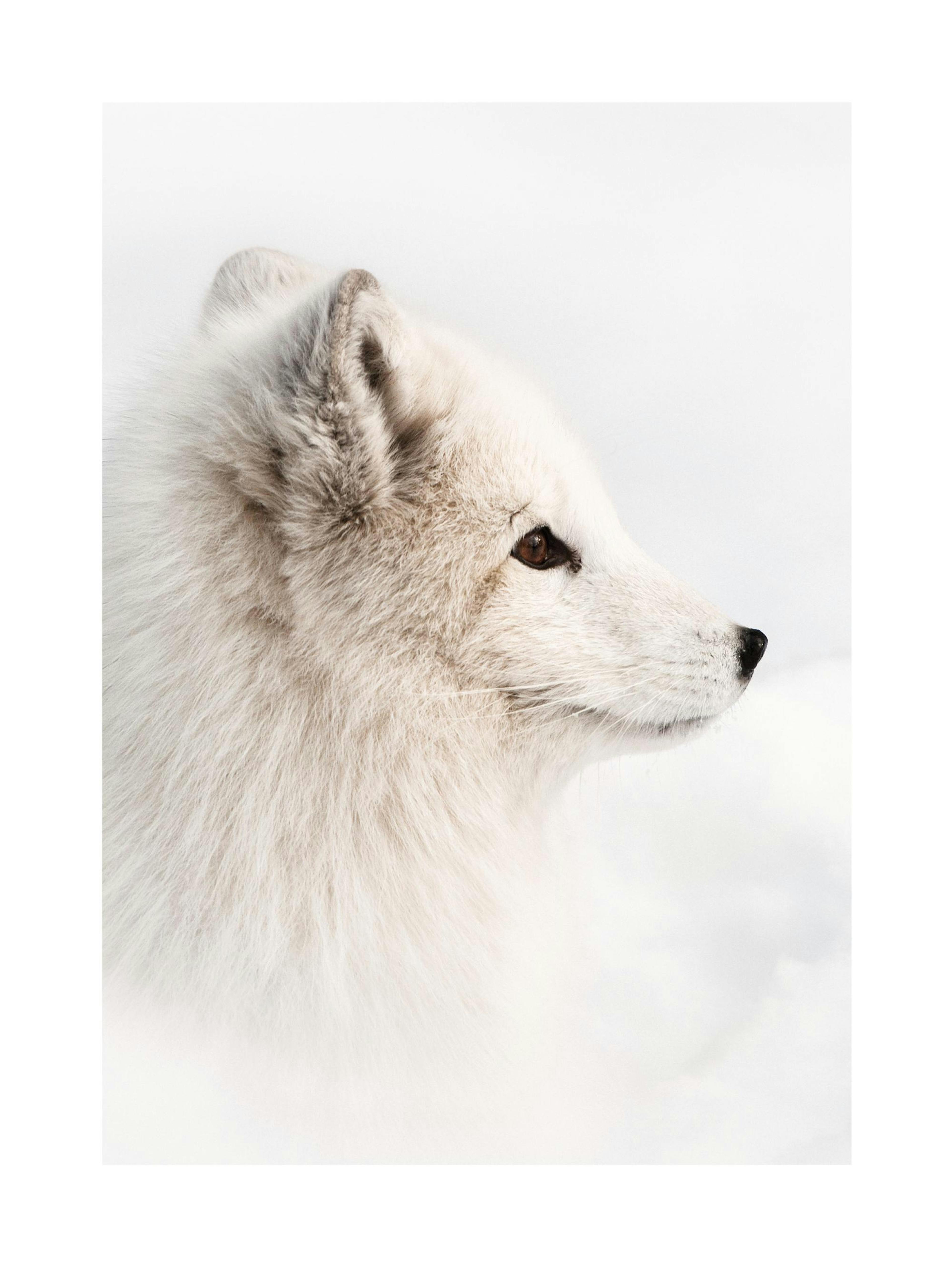 Arctic Fox Affiche