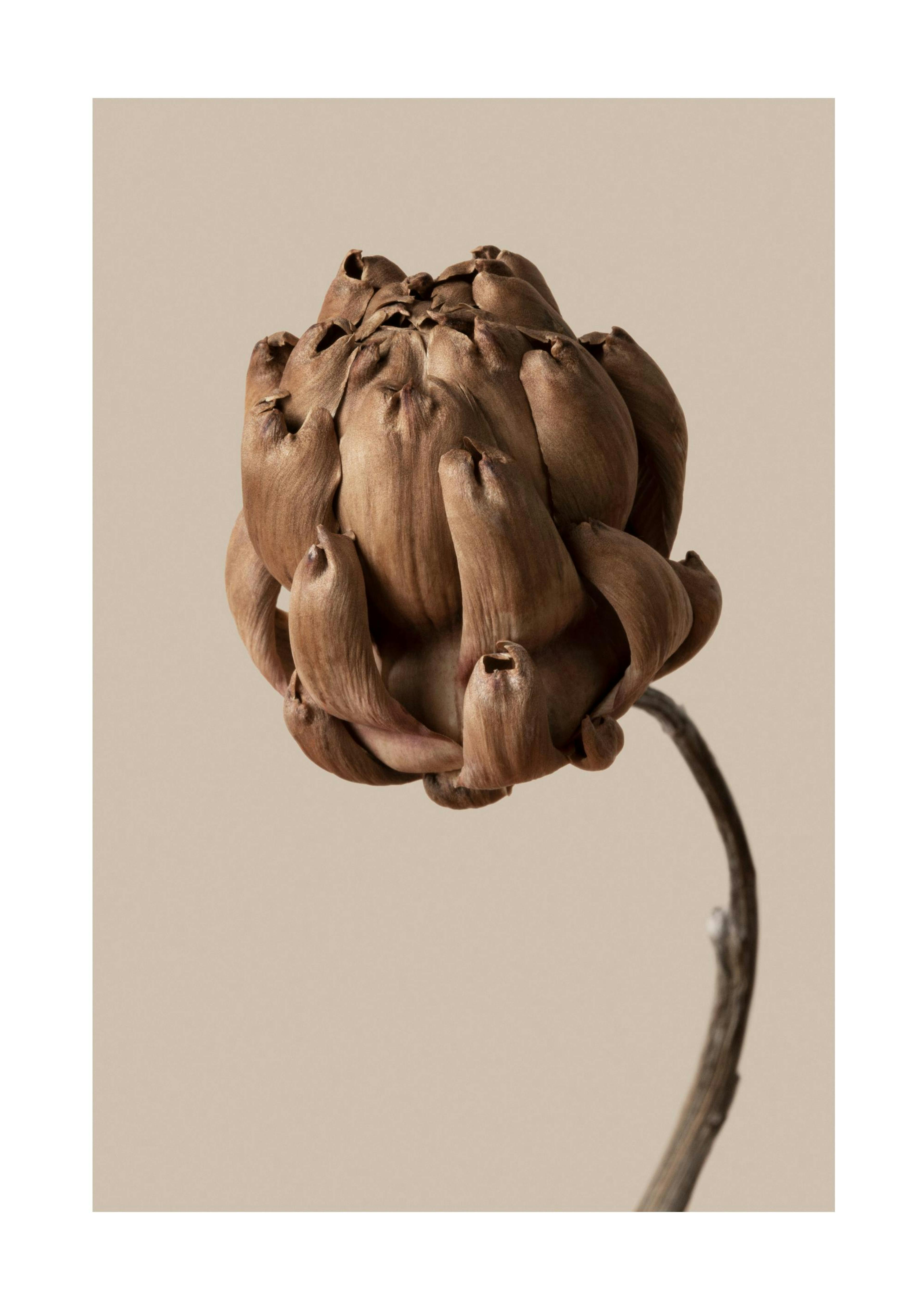 Flower in Brown Poster 0
