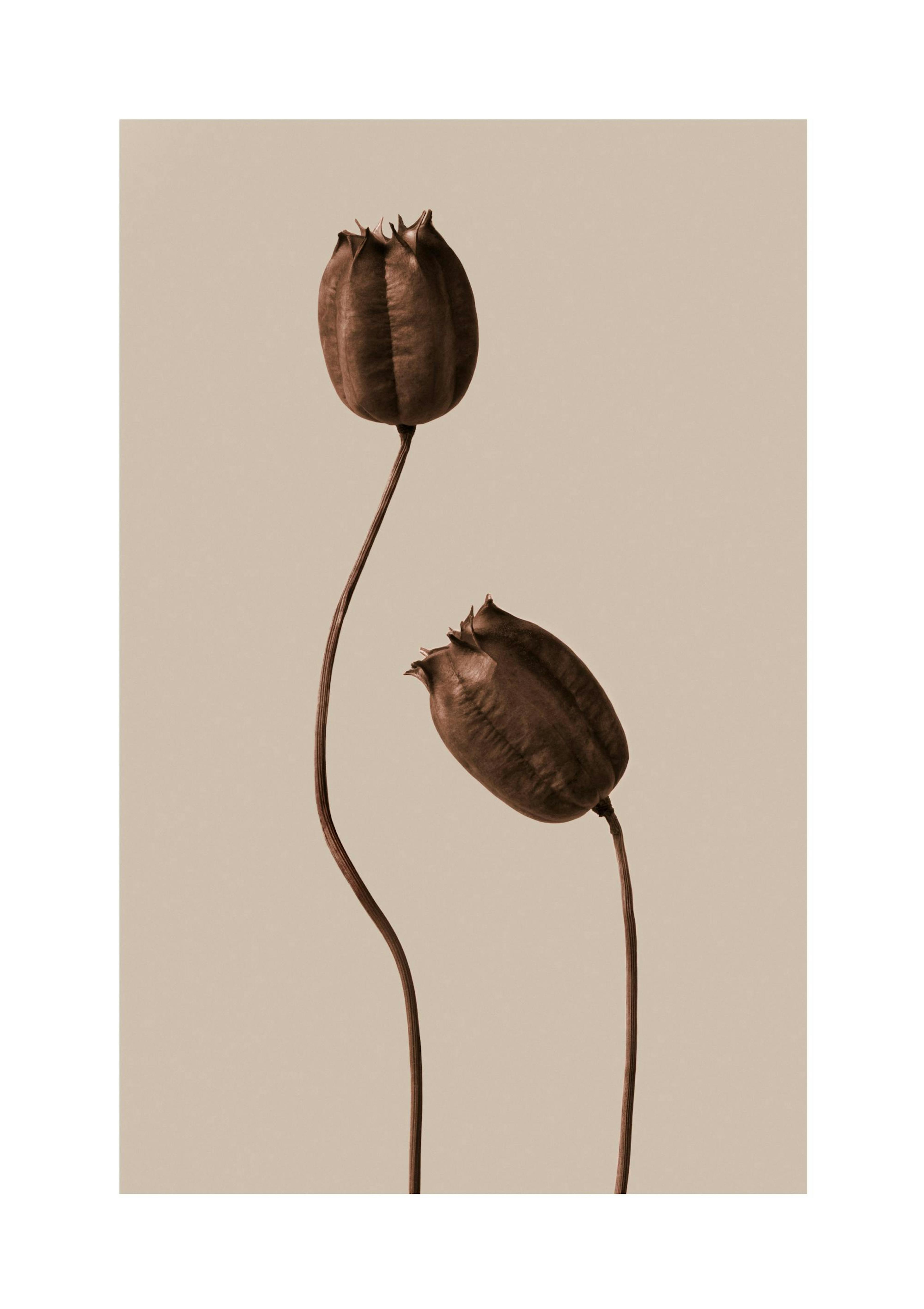 Brown Flowers Print