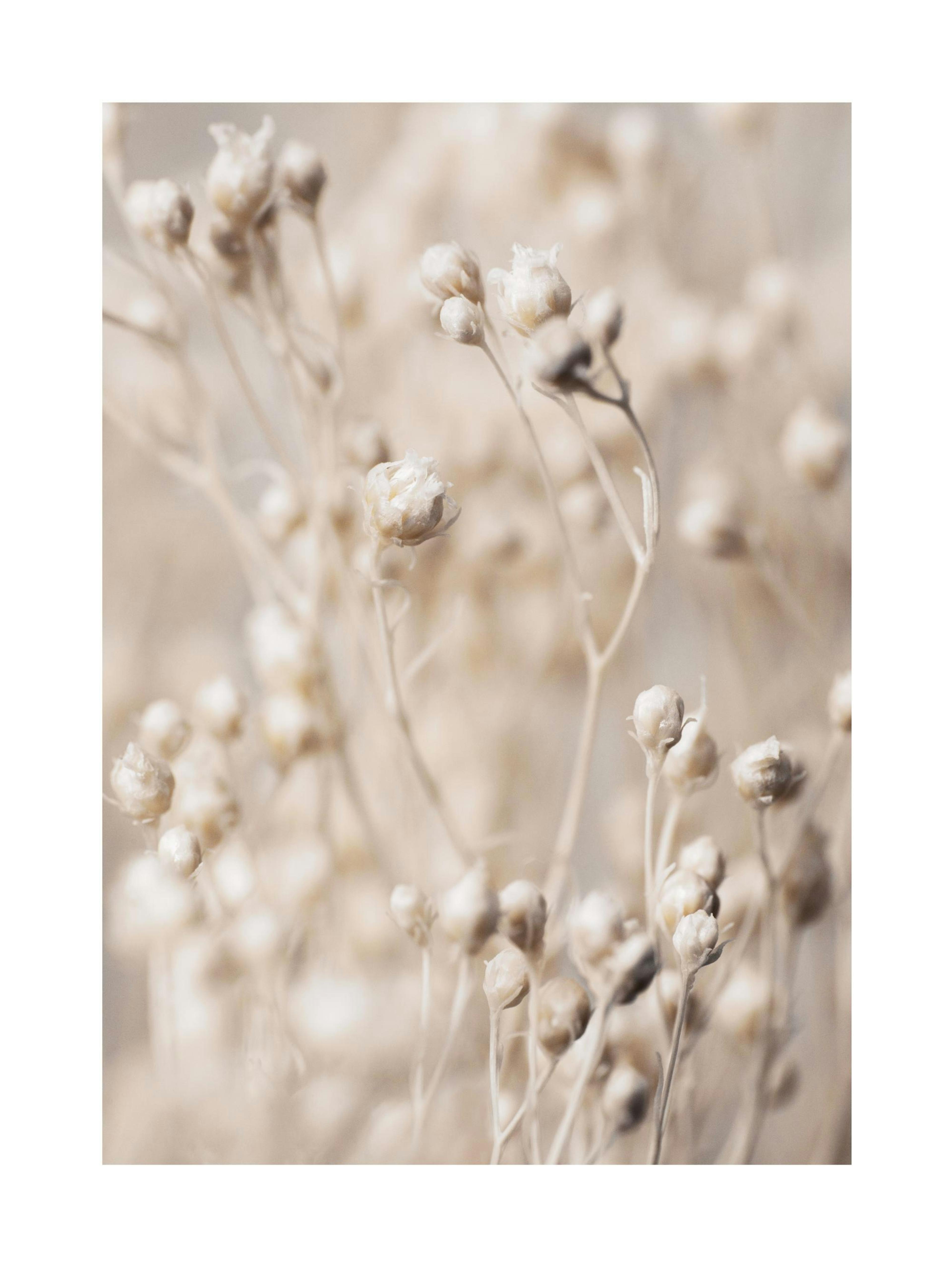 Little Flower Buds Print