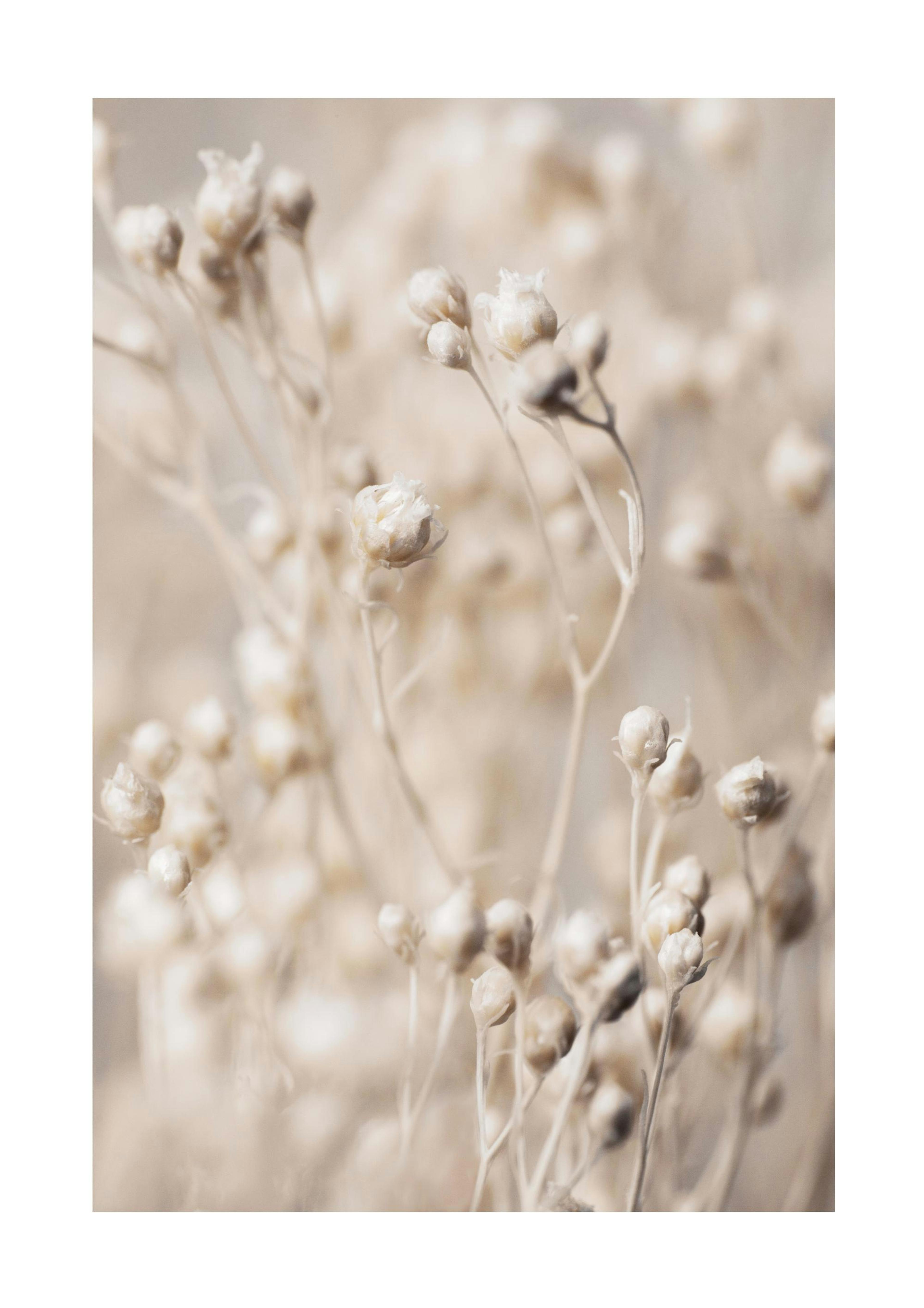 Little Flower Buds Poster 0