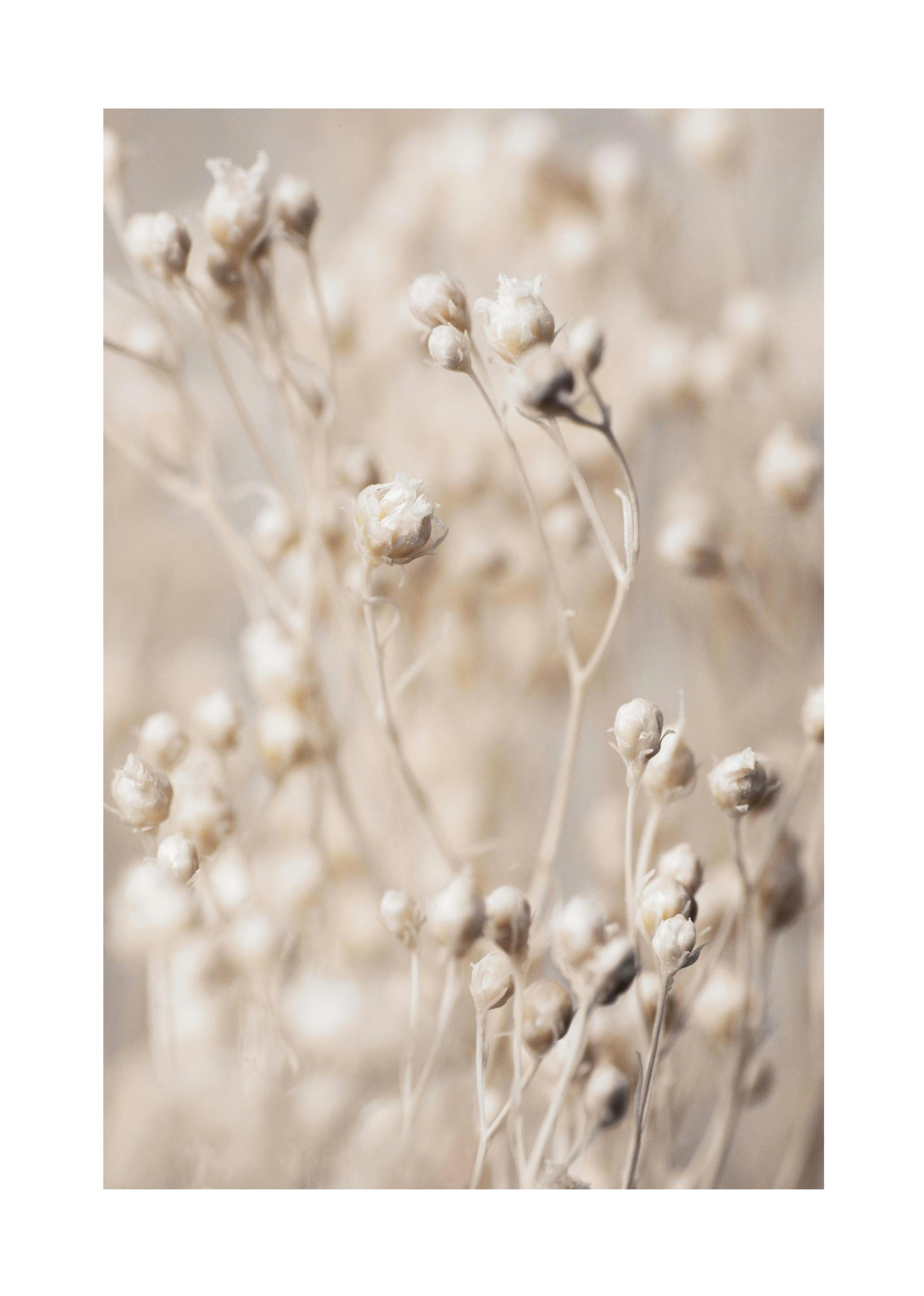 Little Flower Buds Poster (30x40 cm)