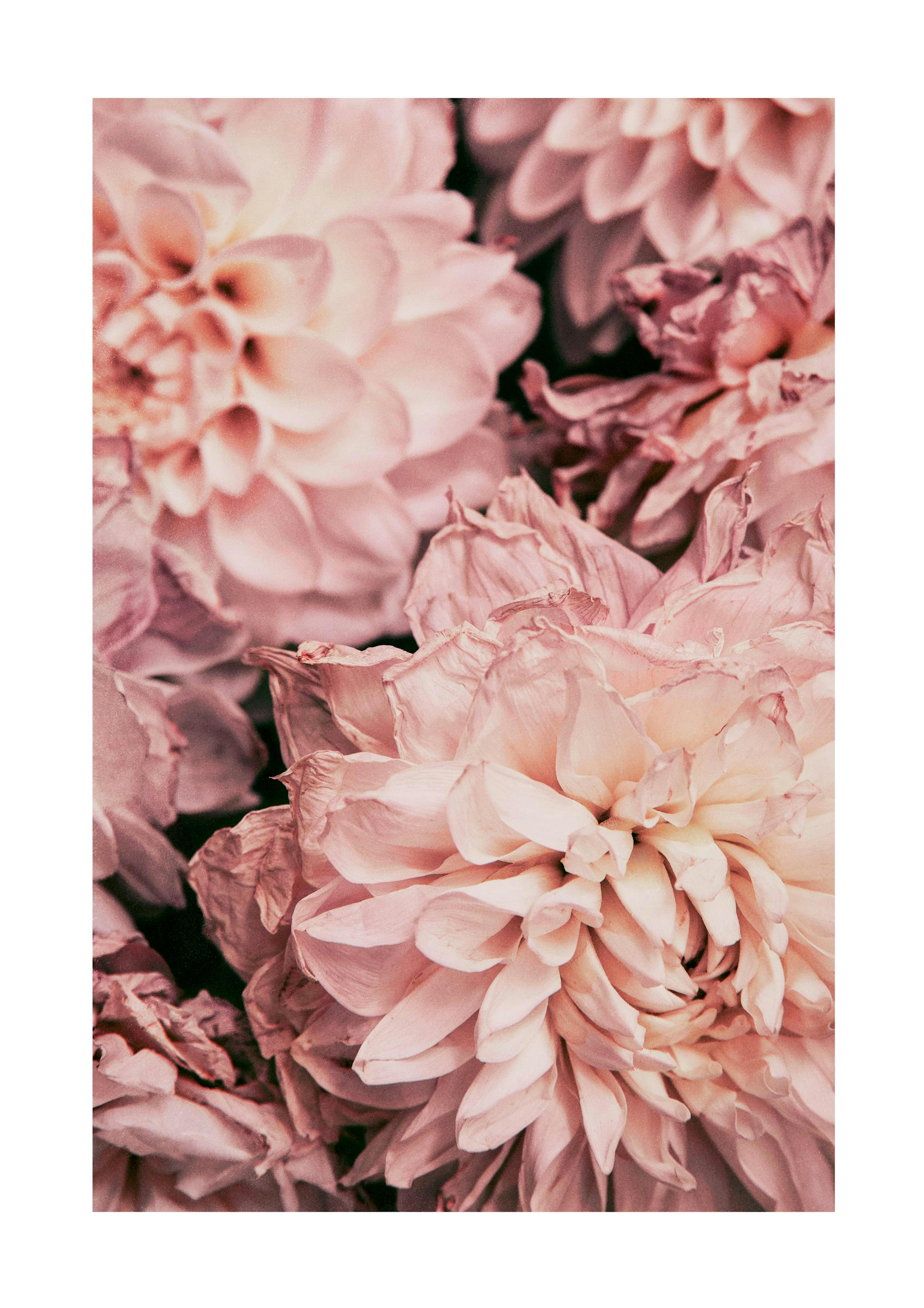 Moody Pink Dahlias Plakat 0