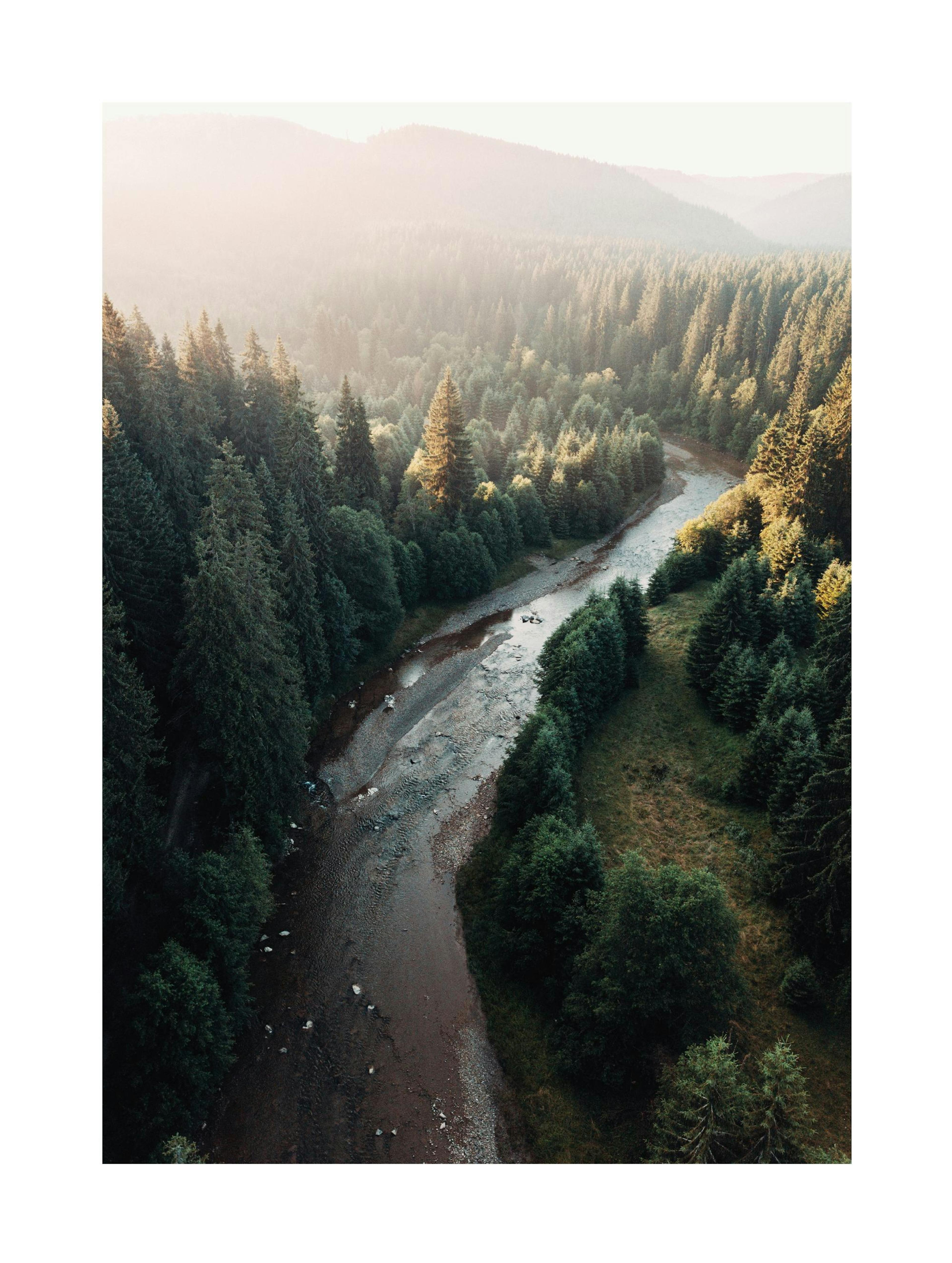 River in Forest Juliste