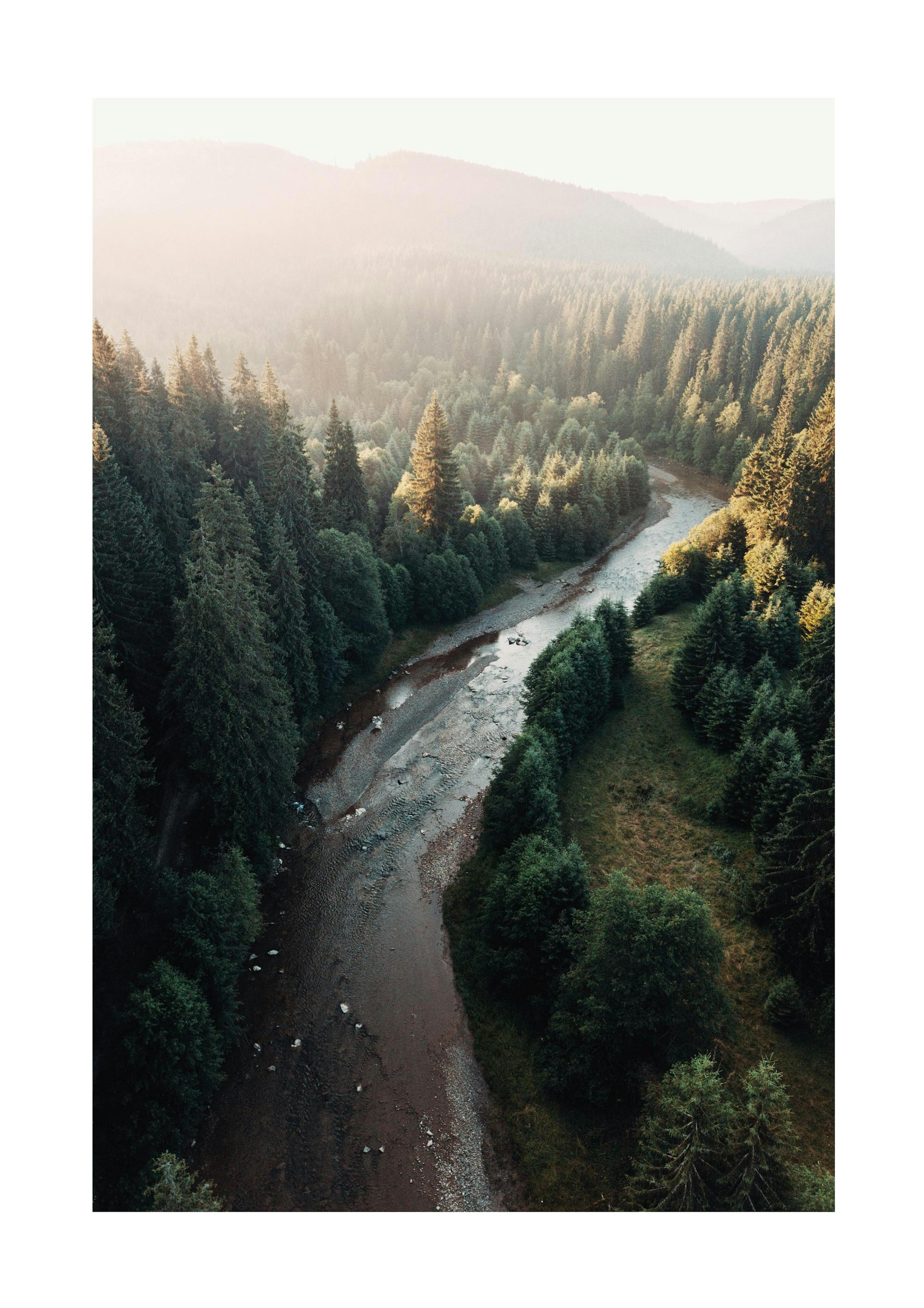 River in Forest Print 0