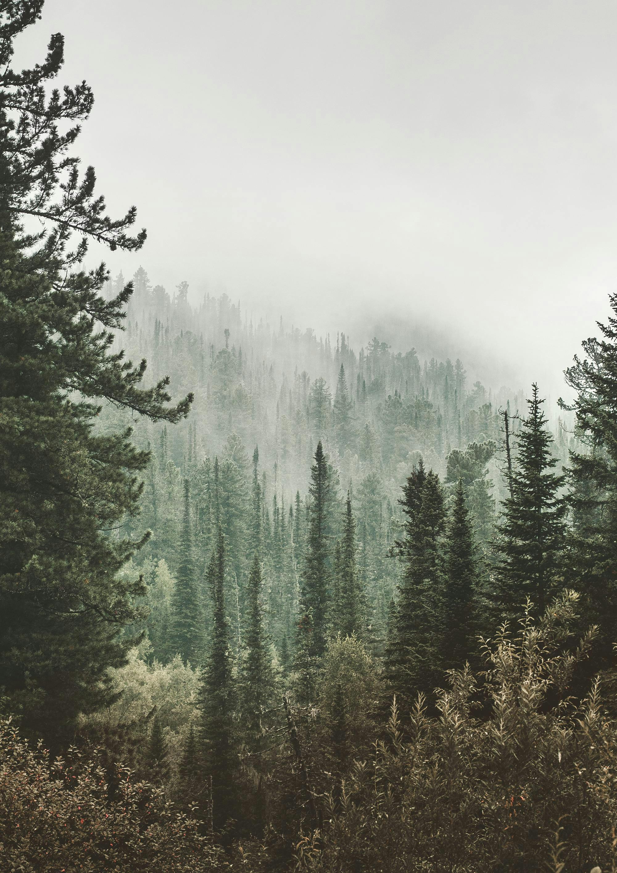 Deep Green Forest Print 0