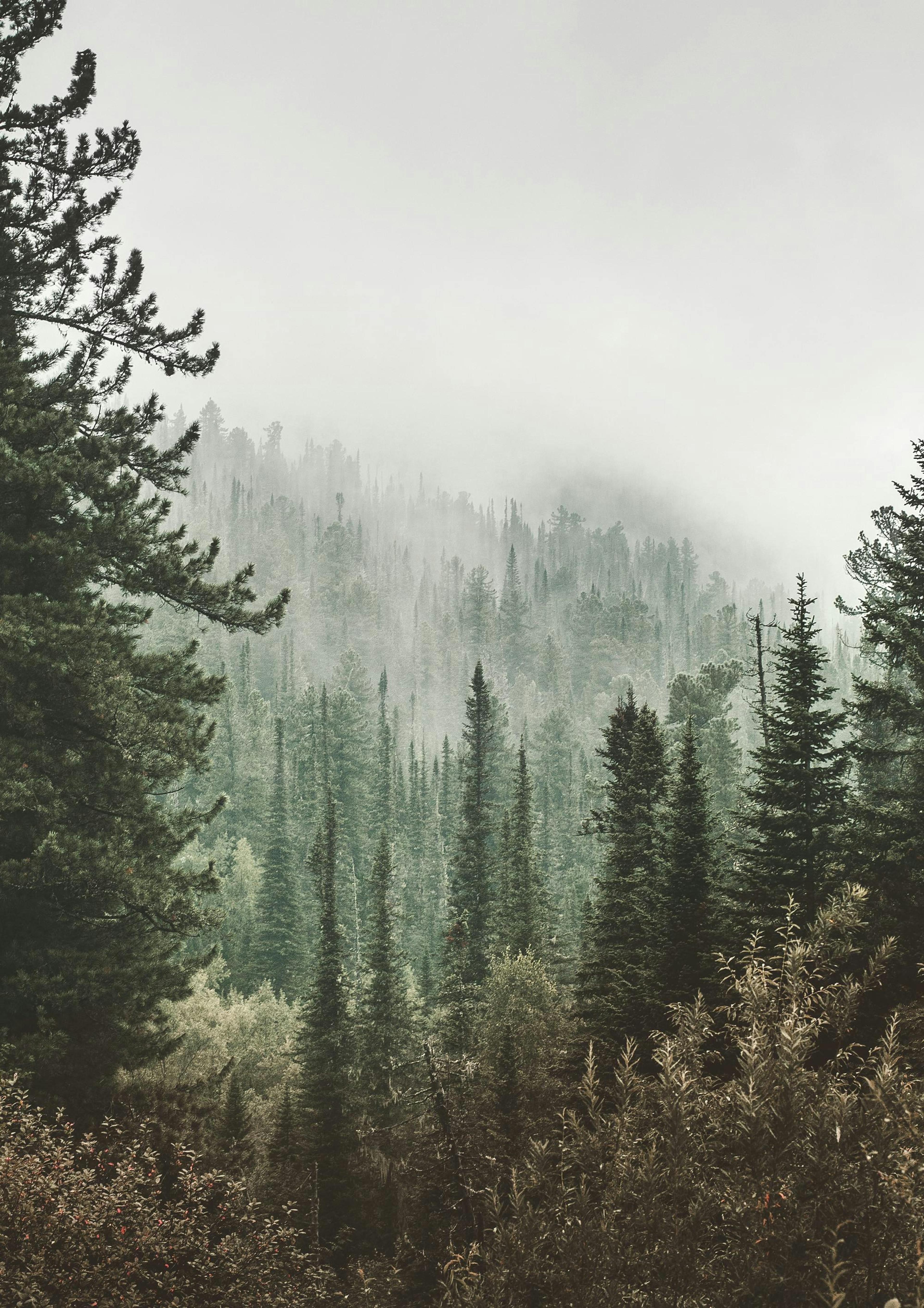 Deep Green Forest Print 0