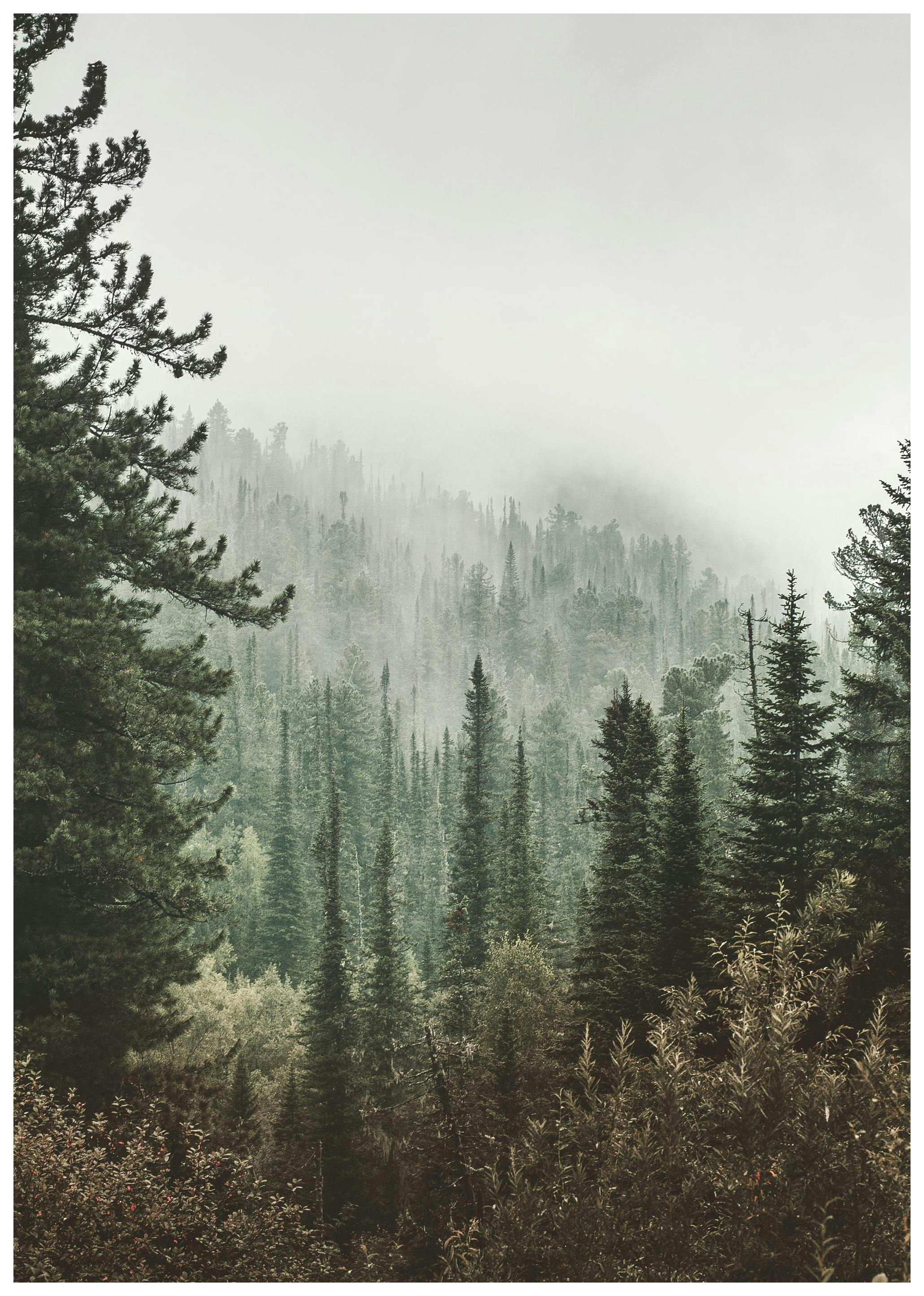 Deep Green Forest Poster (40x50 cm) -  Poster mit Waldmotiven