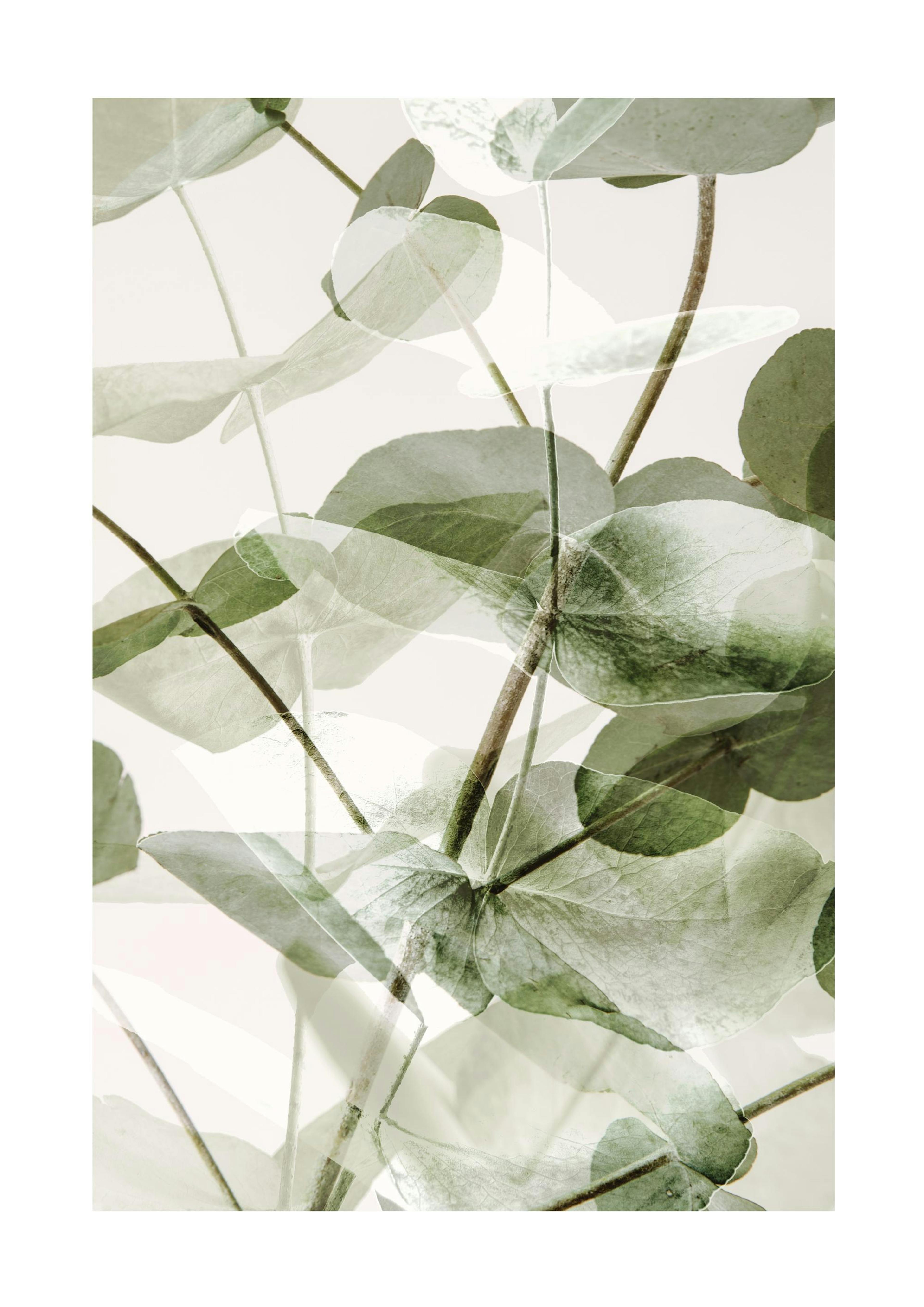 Eucalyptus Shades No1 Affiche 0