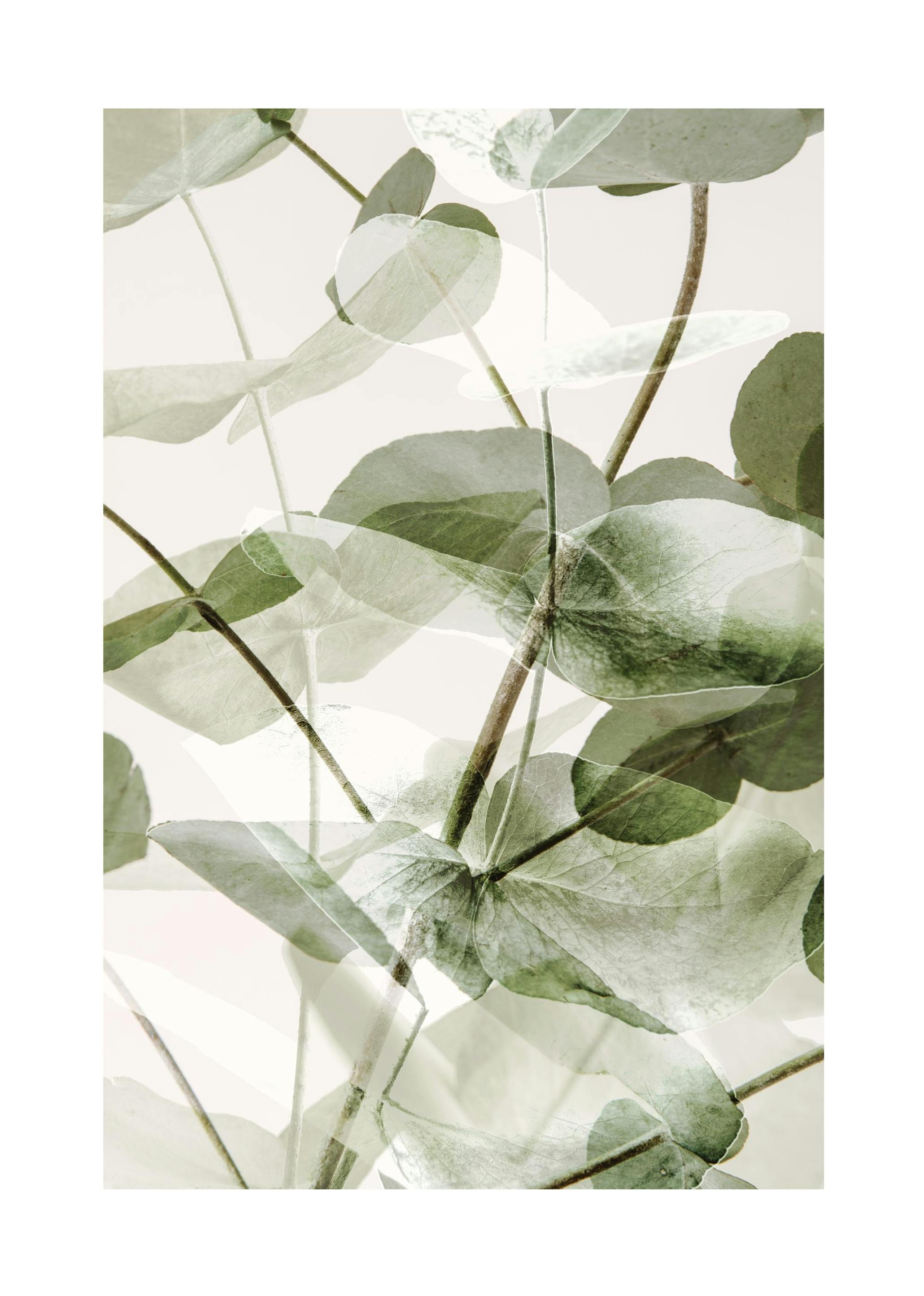 Eucalyptus Shades No1 Poster (30x40 cm) - Groene planten