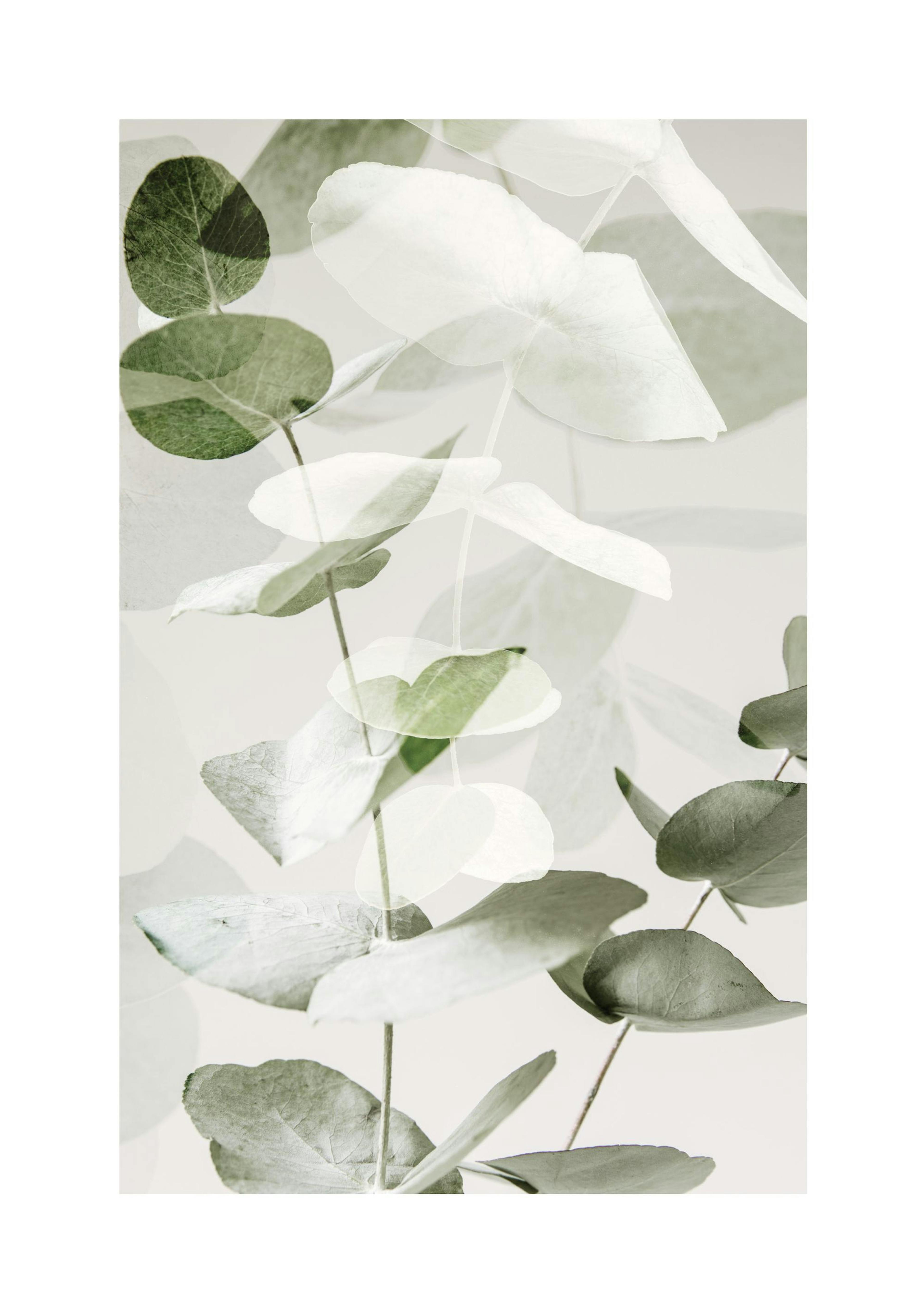 Eucalyptus Shades No2 Plakat