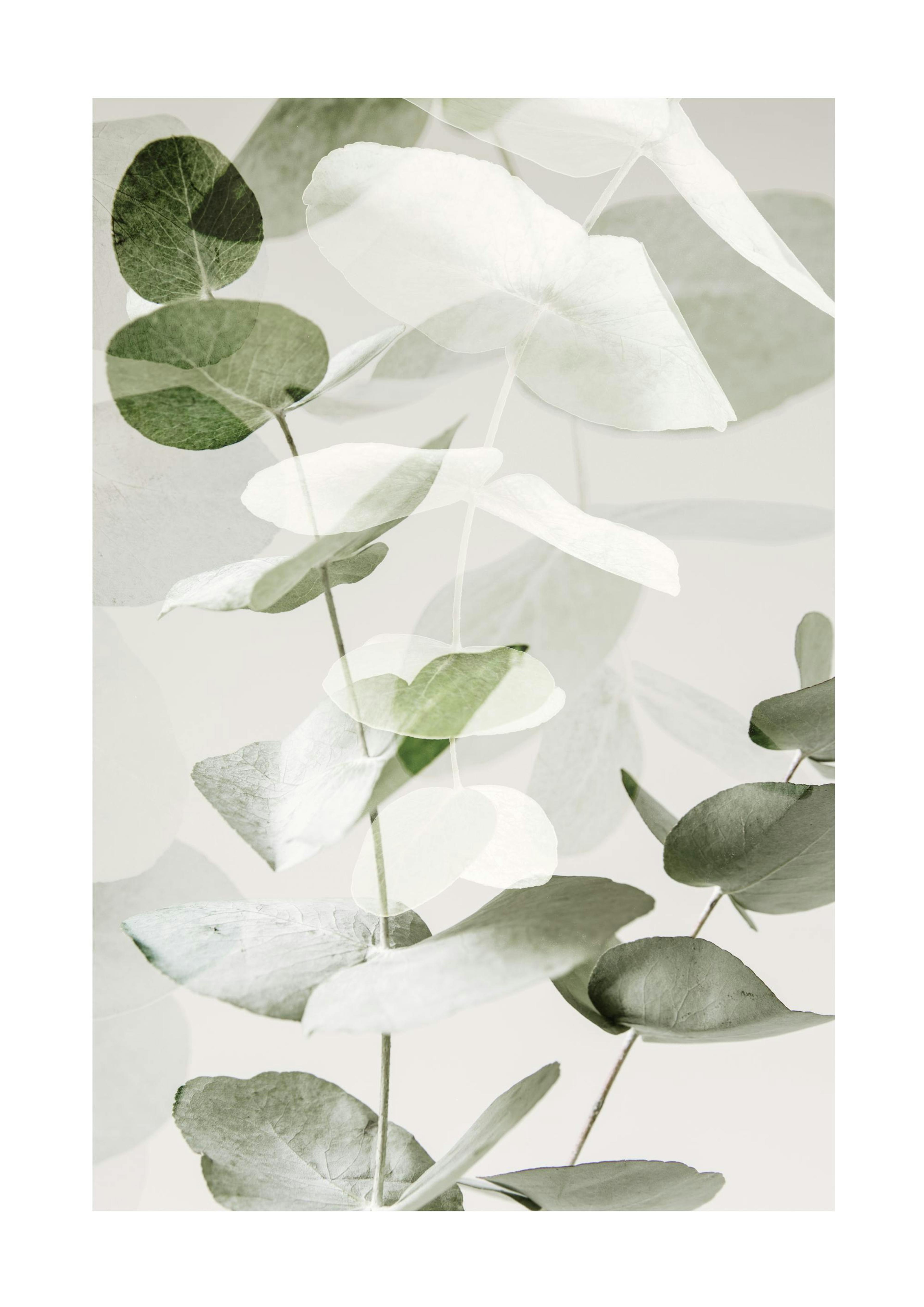 Eucalyptus Shades No2 Affiche 0