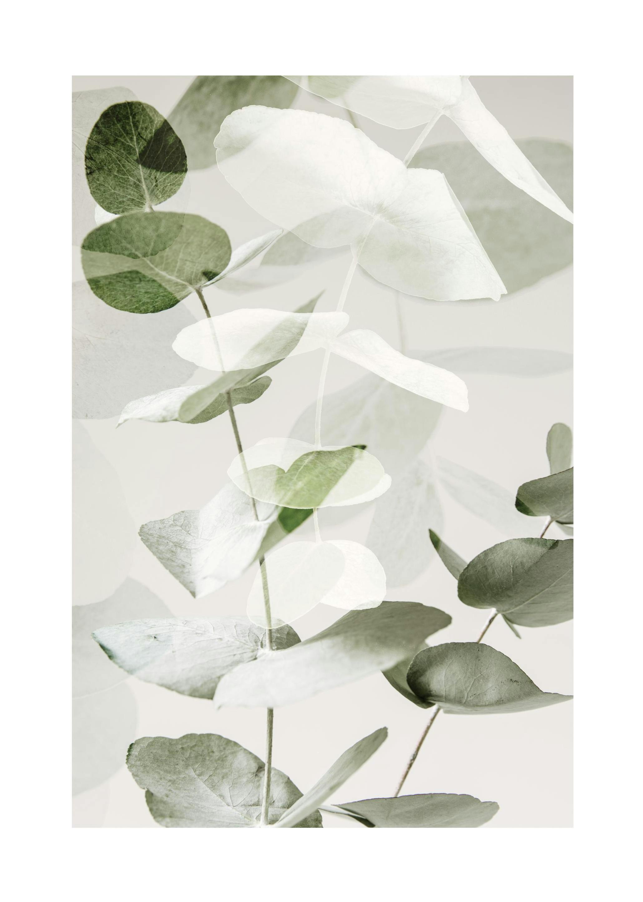Eucalyptus Shades No2 Poster (30x40 cm) - Groene planten