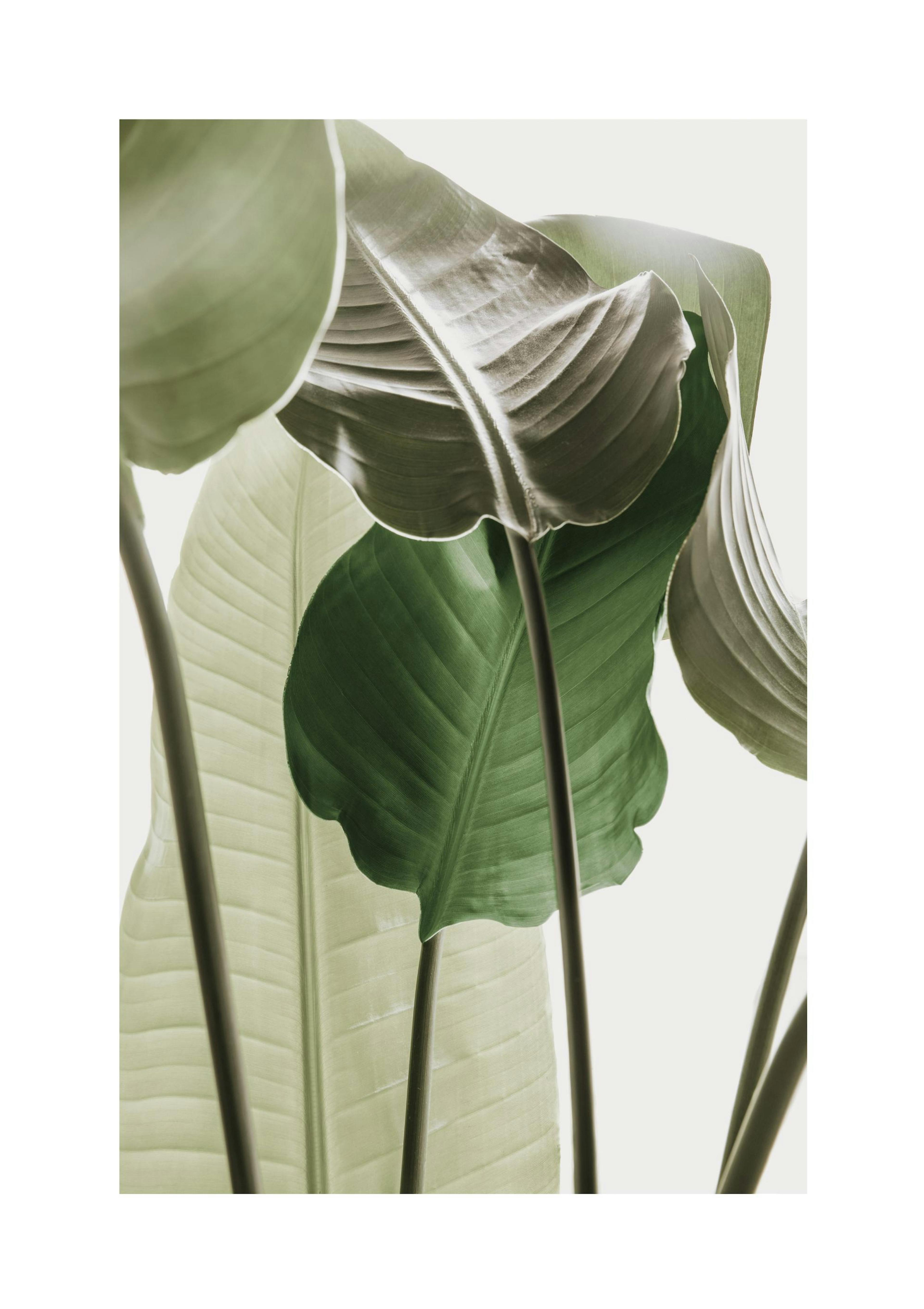 Strelitzia Plant No1 Print