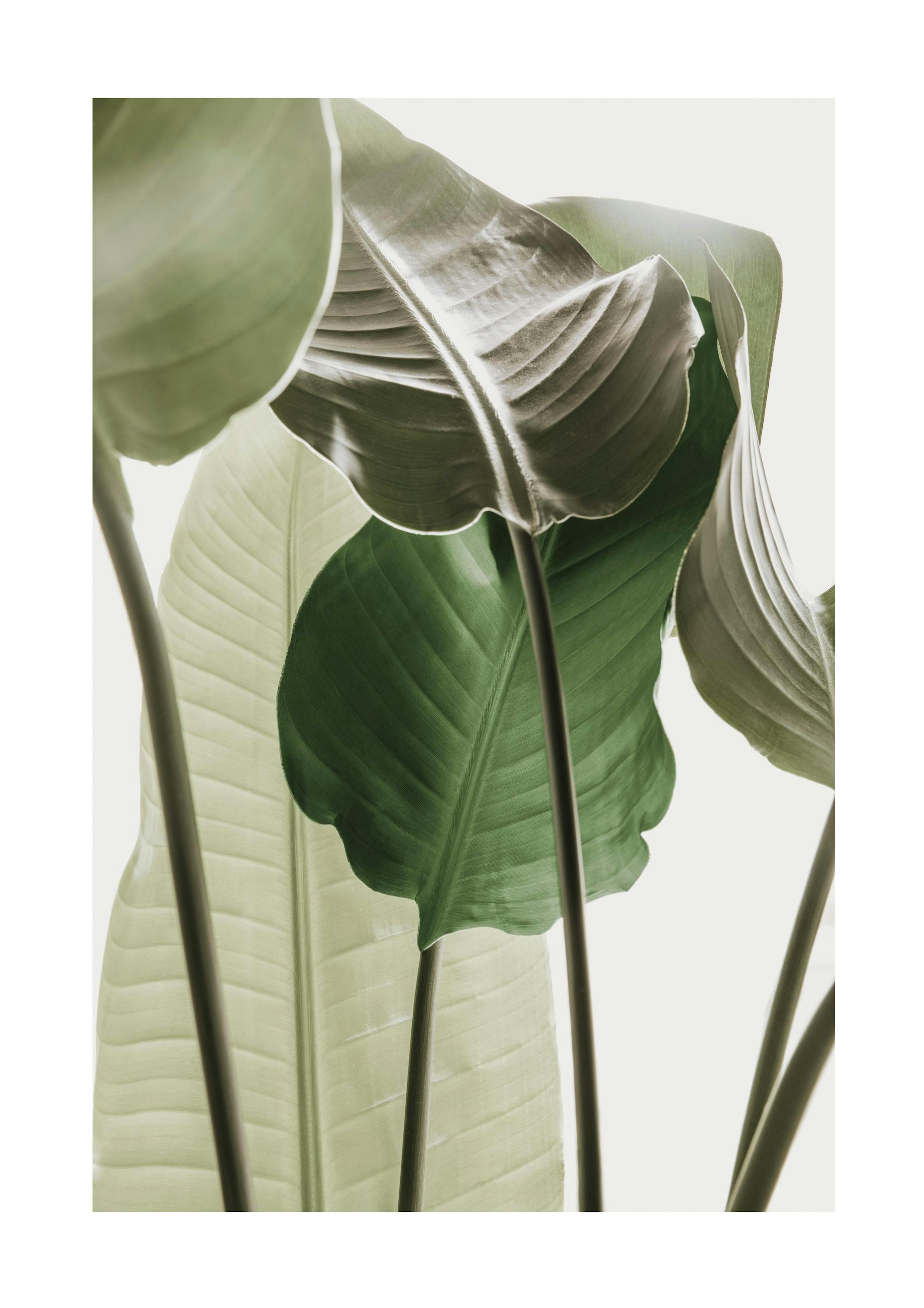 Strelitzia Plant No1 Print 0