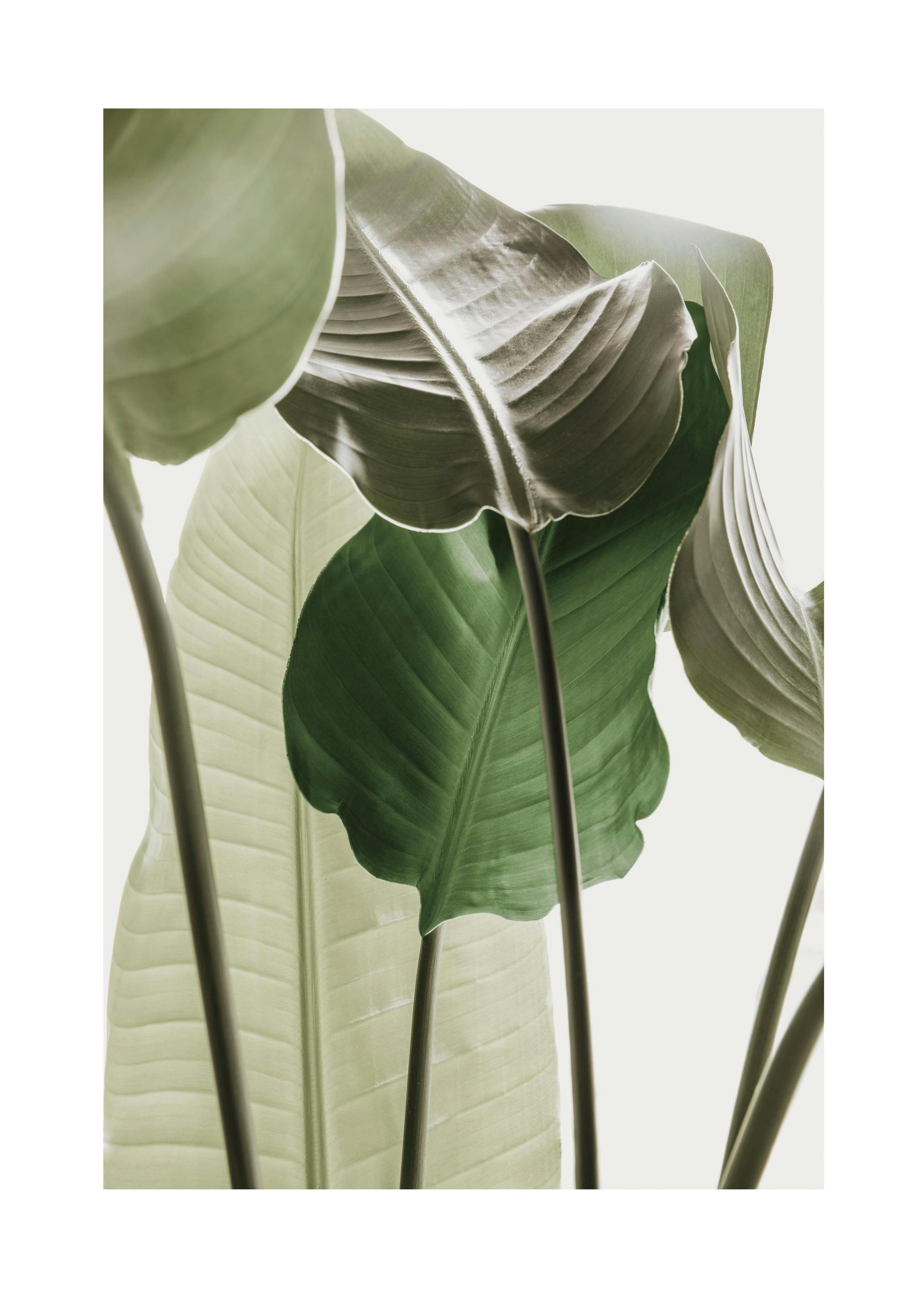 Strelitzia Plant No1 Poster (30x40 cm)