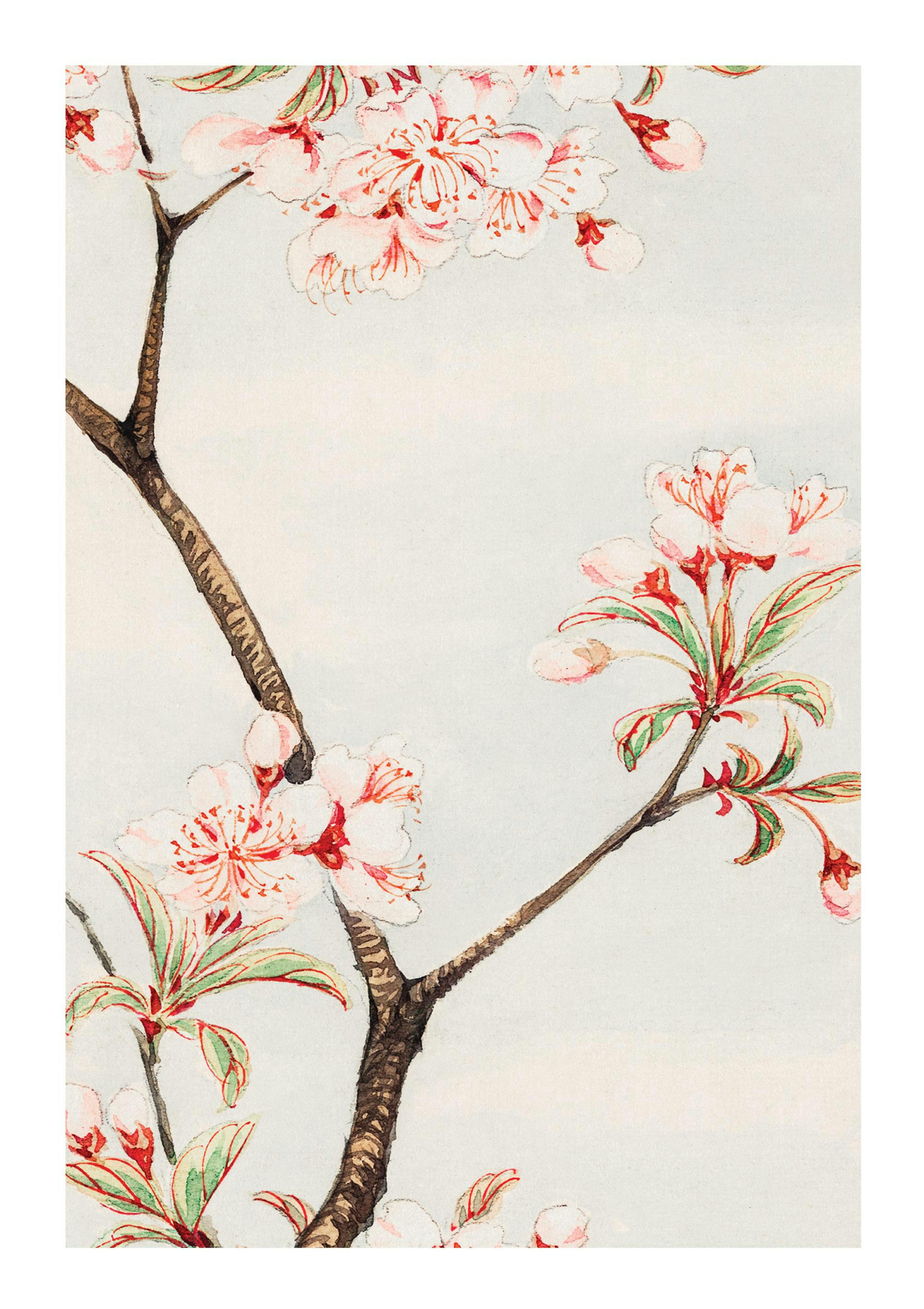 Megata Morikaga - Sakura Cherry Poster 0