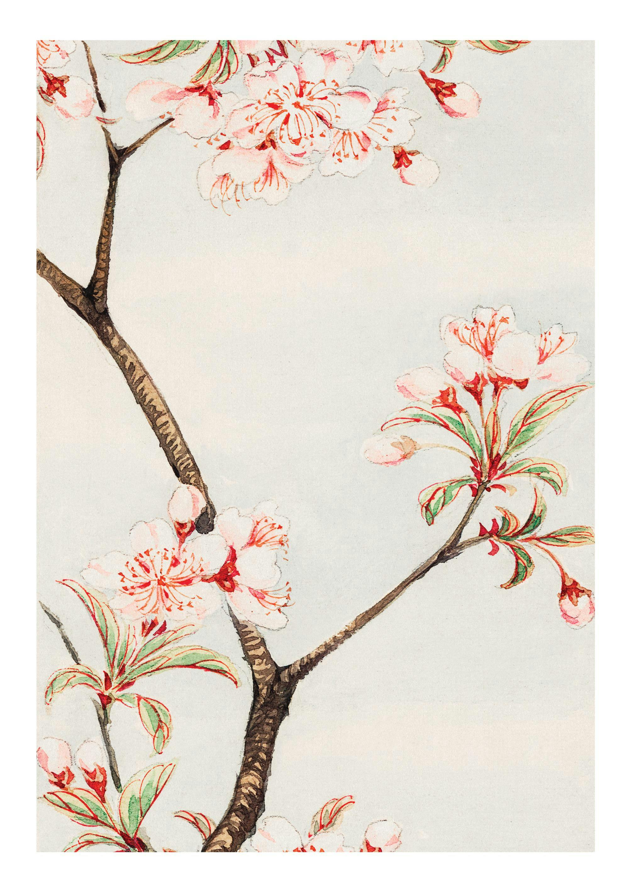 Megata Morikaga - Sakura Cherry Poster 0