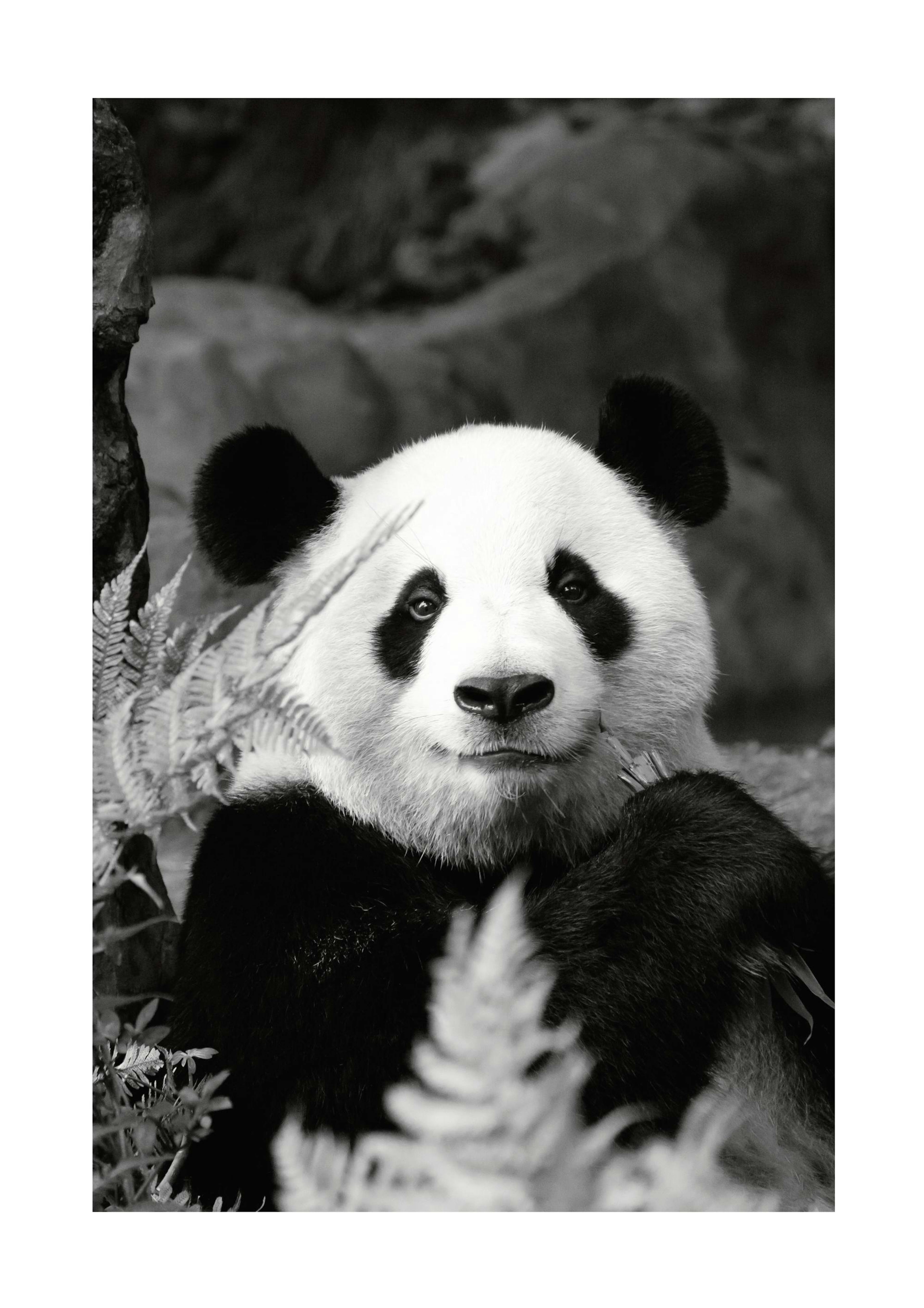 Giant Panda Poster 0