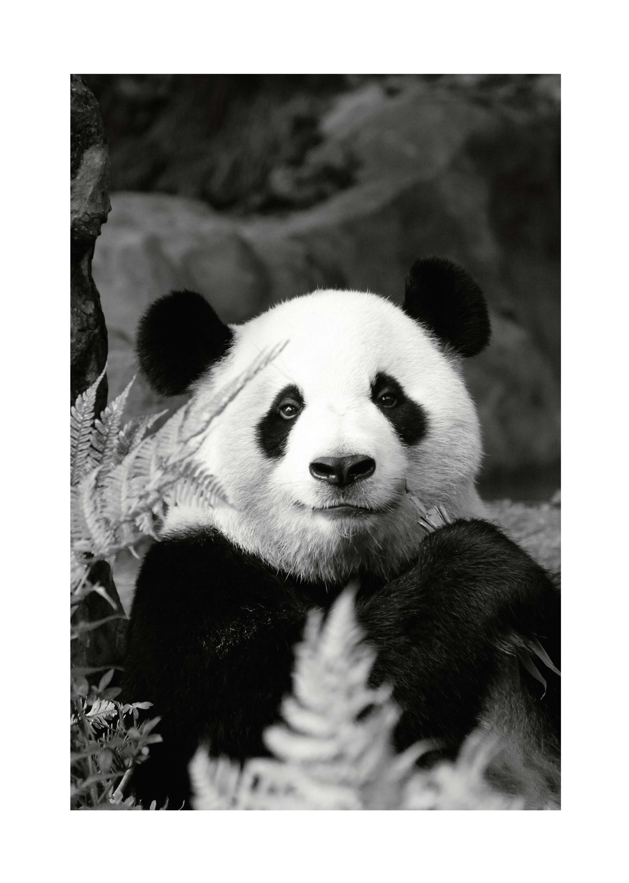 Giant Panda Print (50x70 cm)