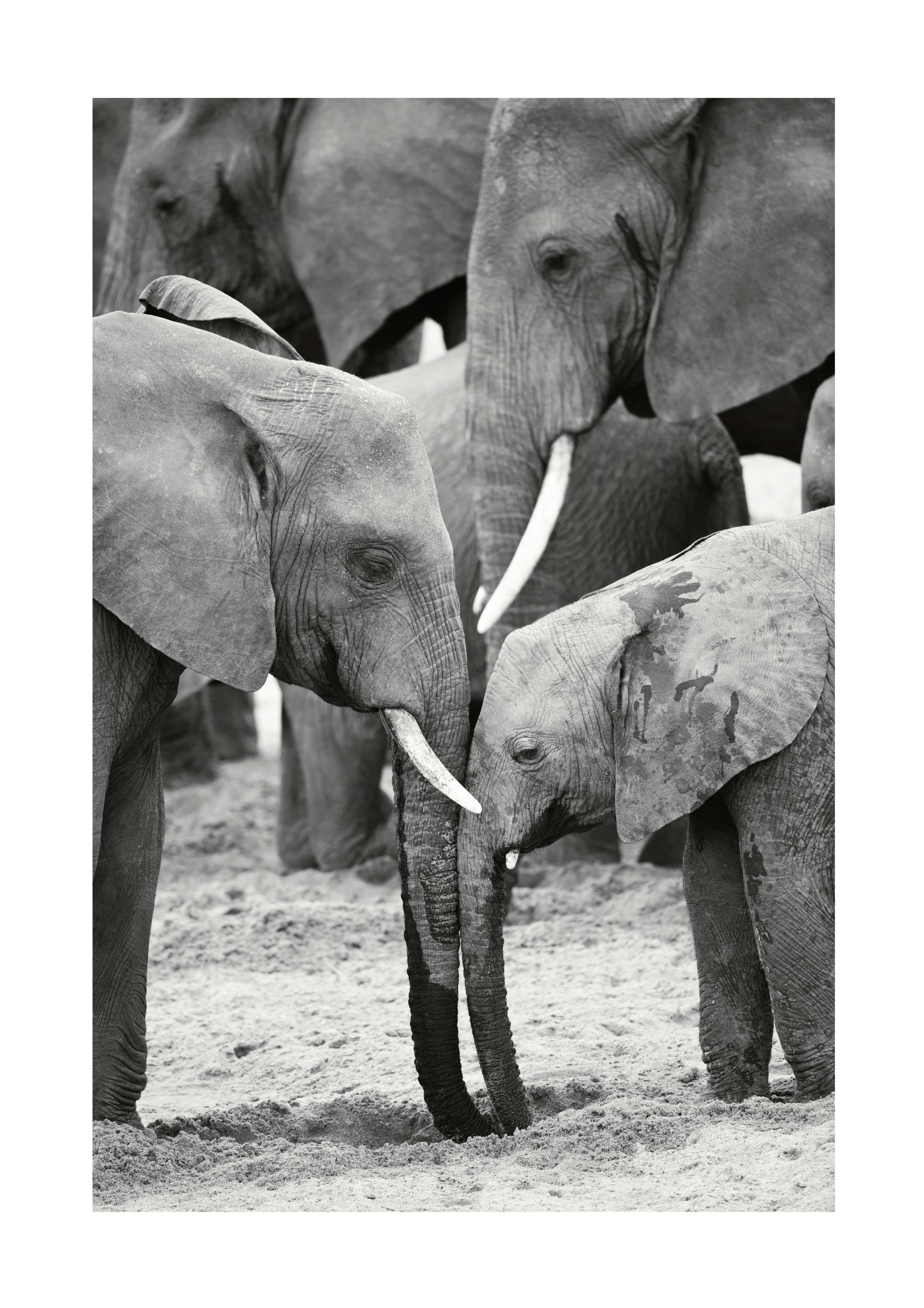 Caring Elephants Print 0