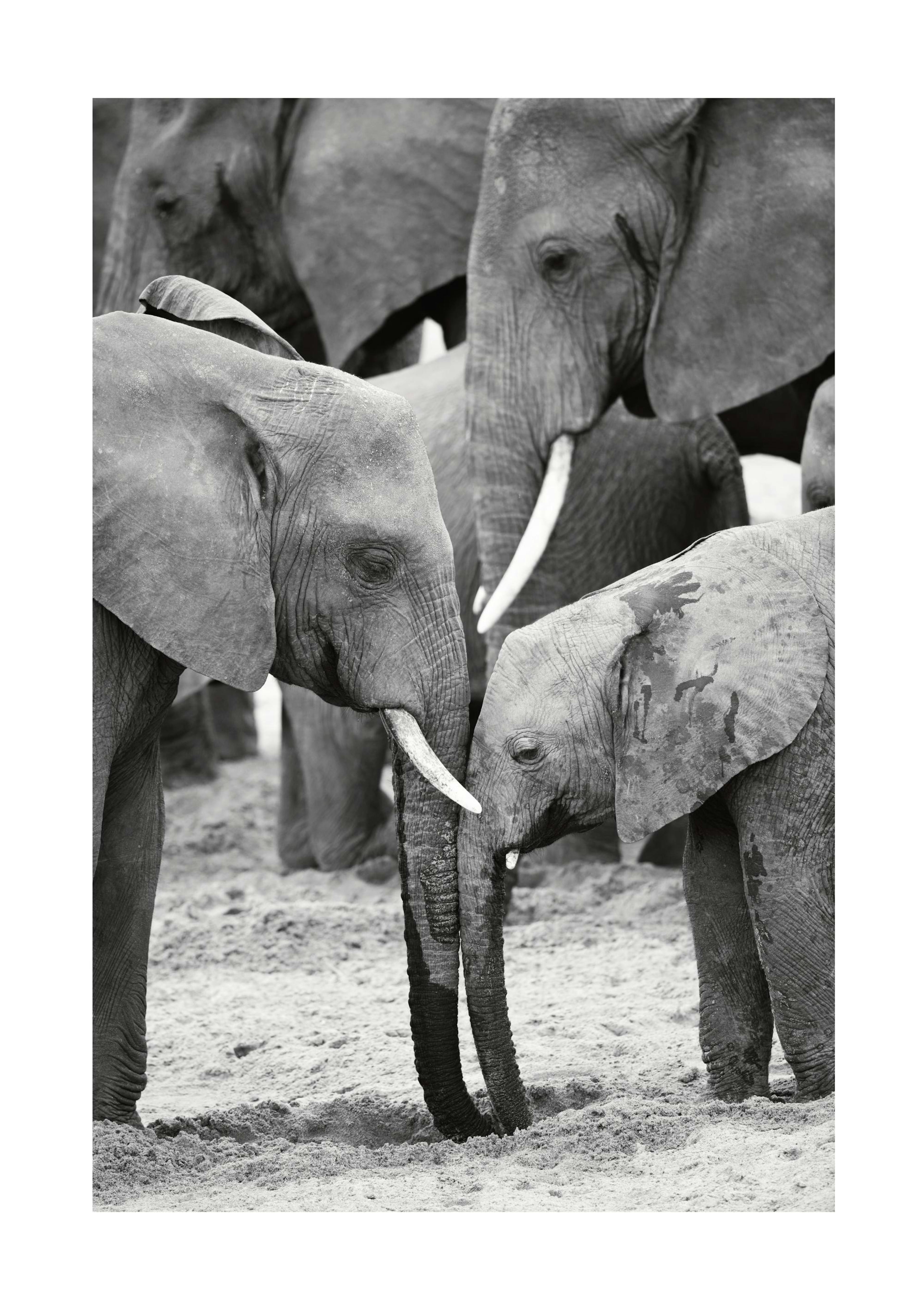 Caring Elephants Affiche 0