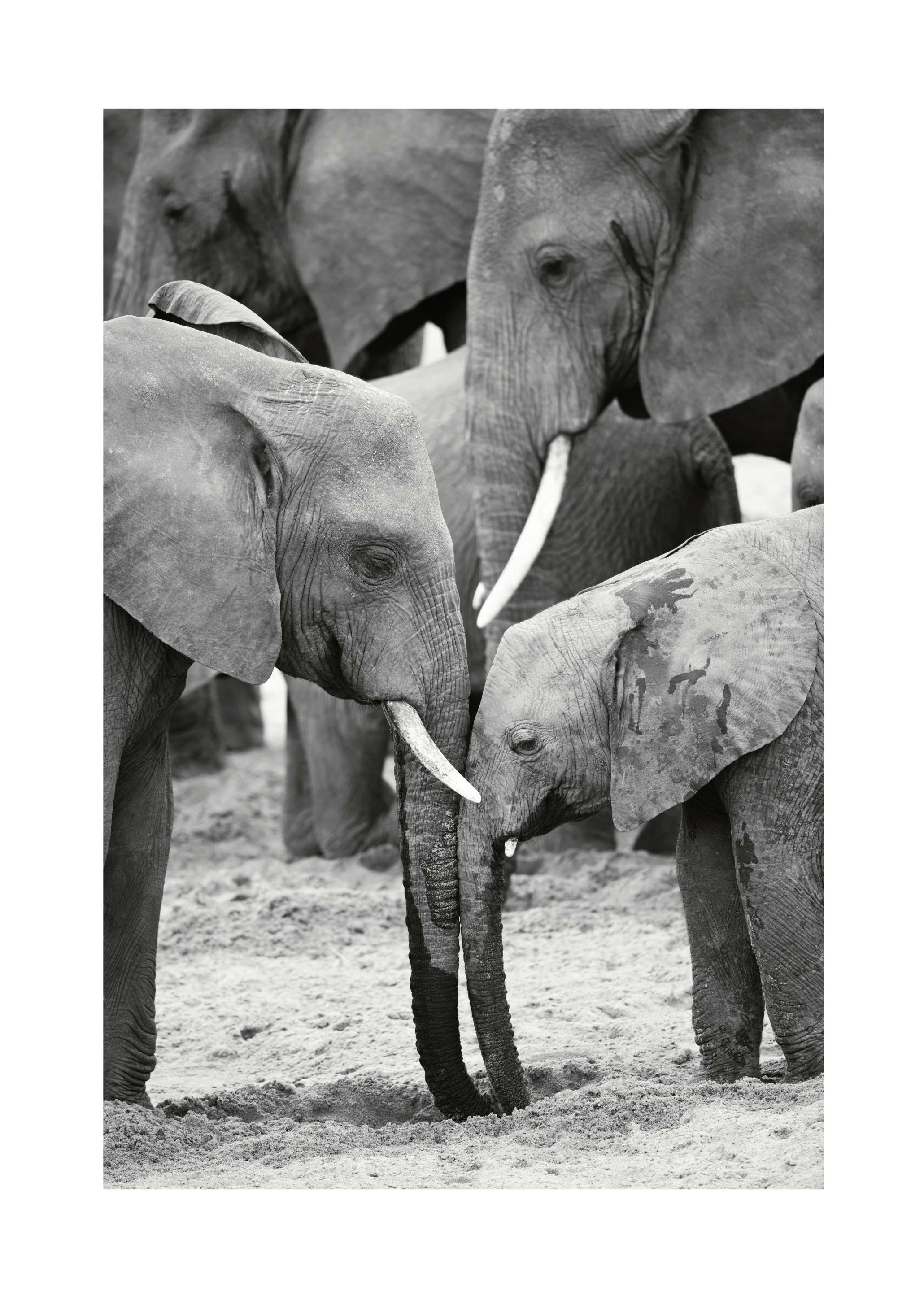 Caring Elephants Poster (30x40 cm) -  Bilder mit Tiermotiven