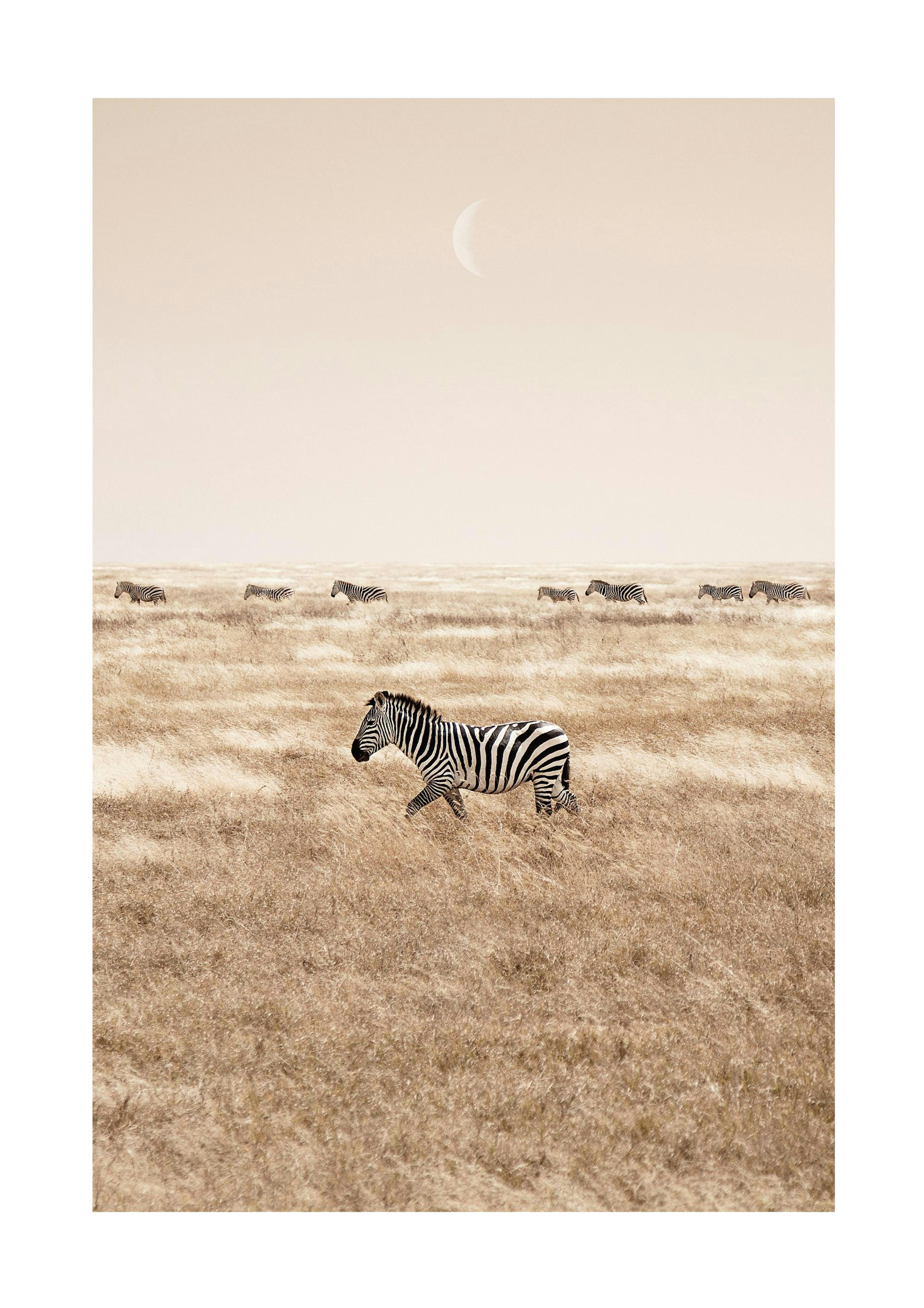 Zebras on the Savannah Plakat 0
