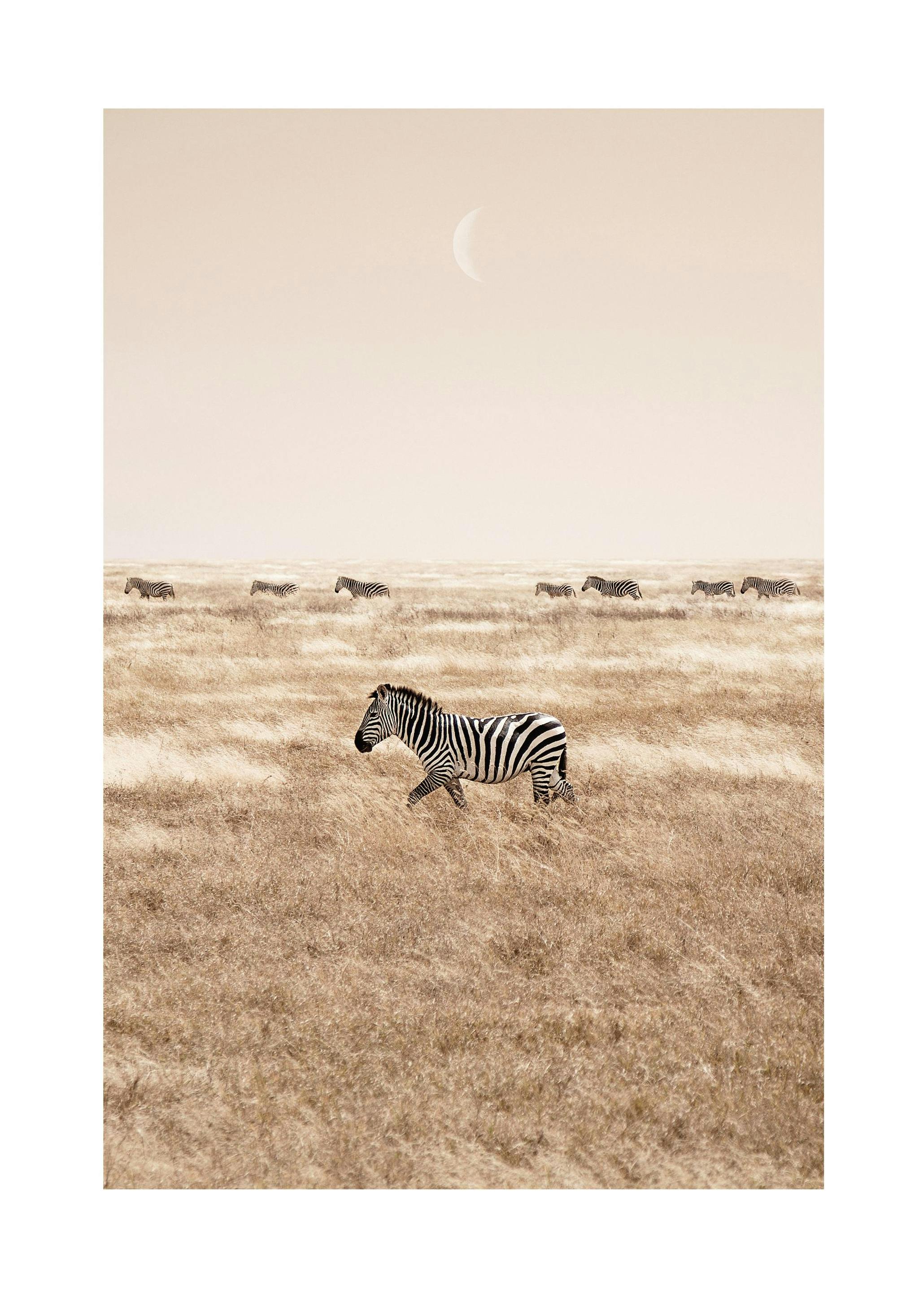 Zebras on the Savannah Poster (50x70 cm) -  Bilder mit Tiermotiven