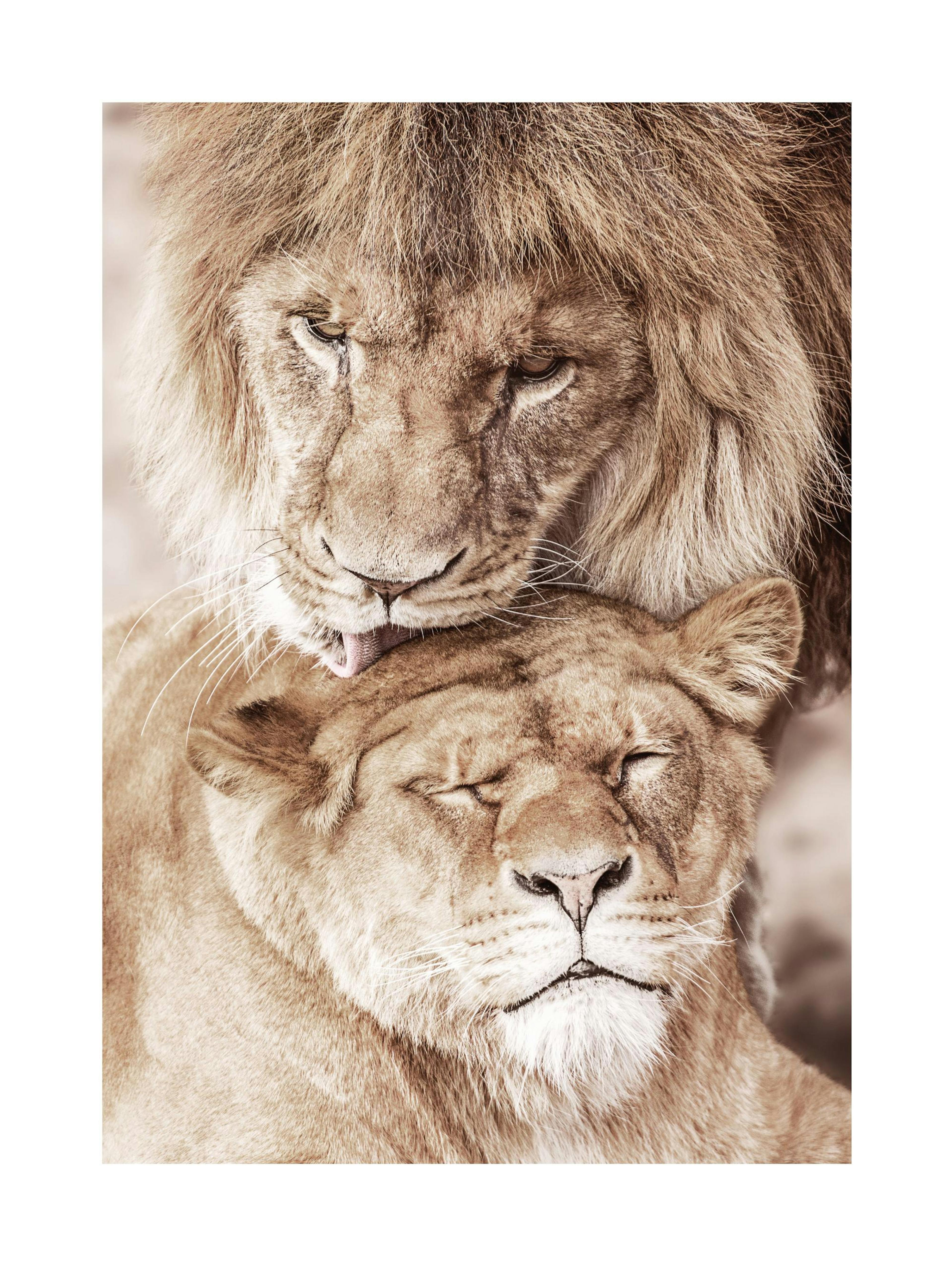 Lion Love Print