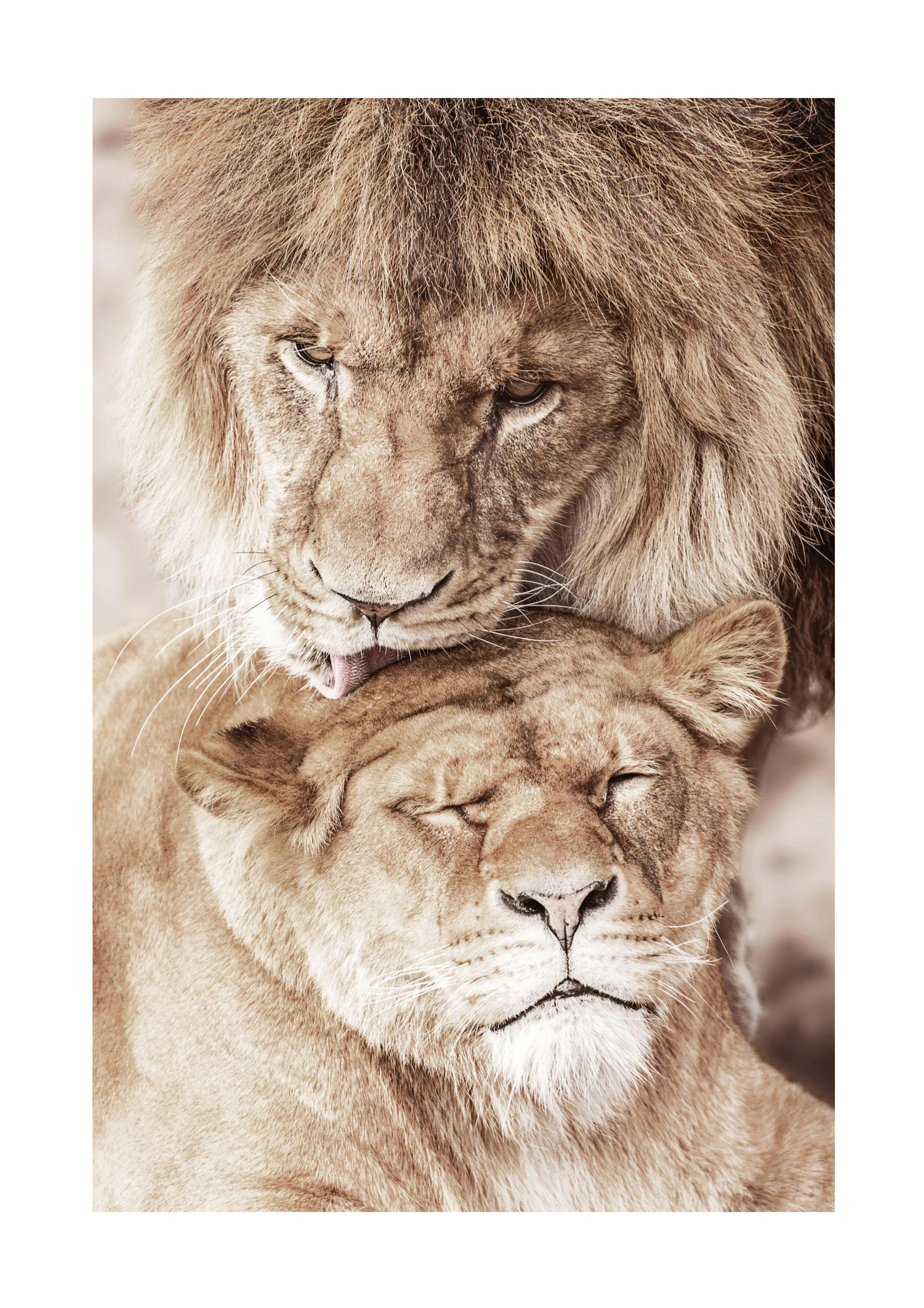 Lion Love Print 0