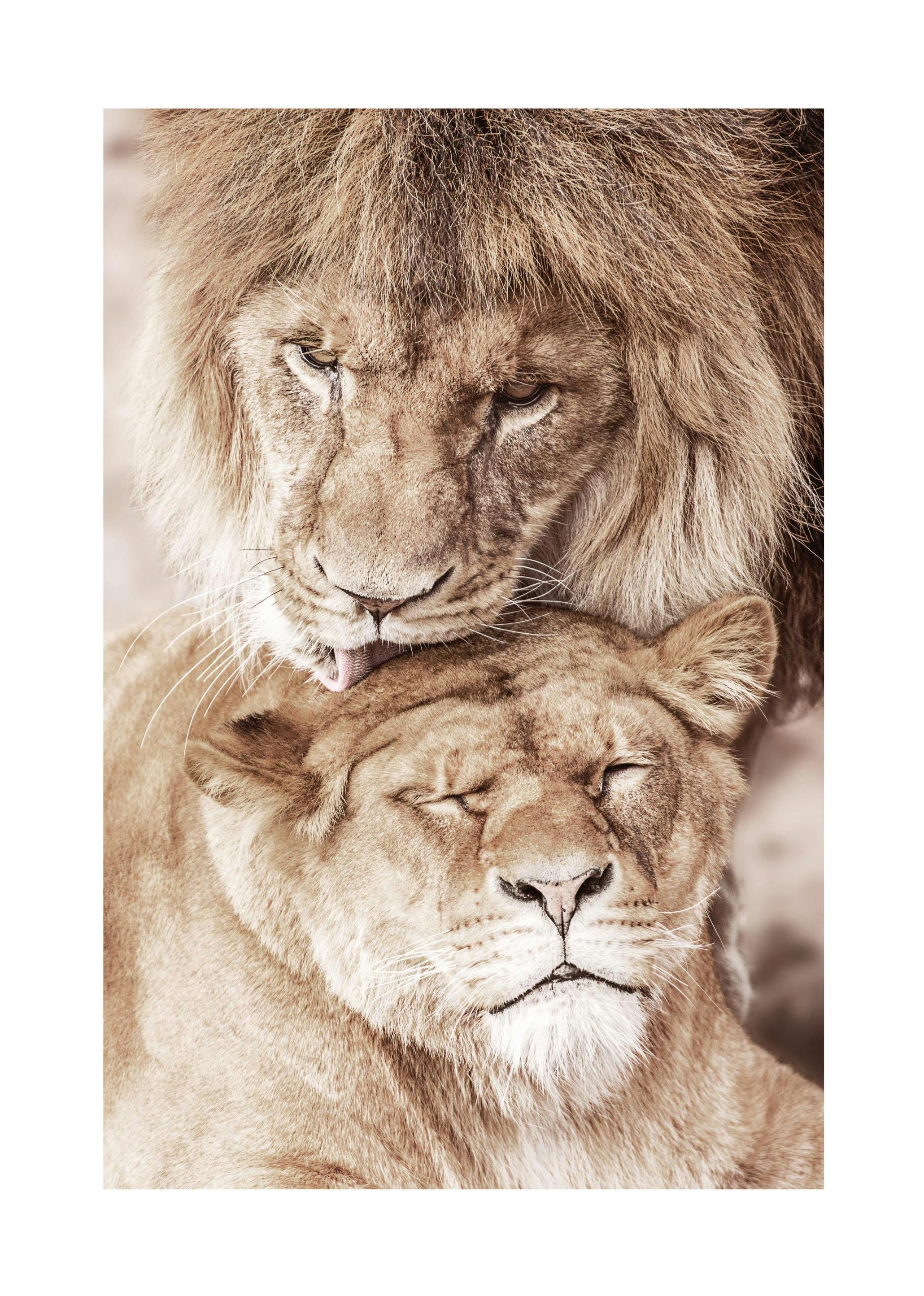 Lion Love Poster (50x70 cm) -  Bilder mit Tiermotiven