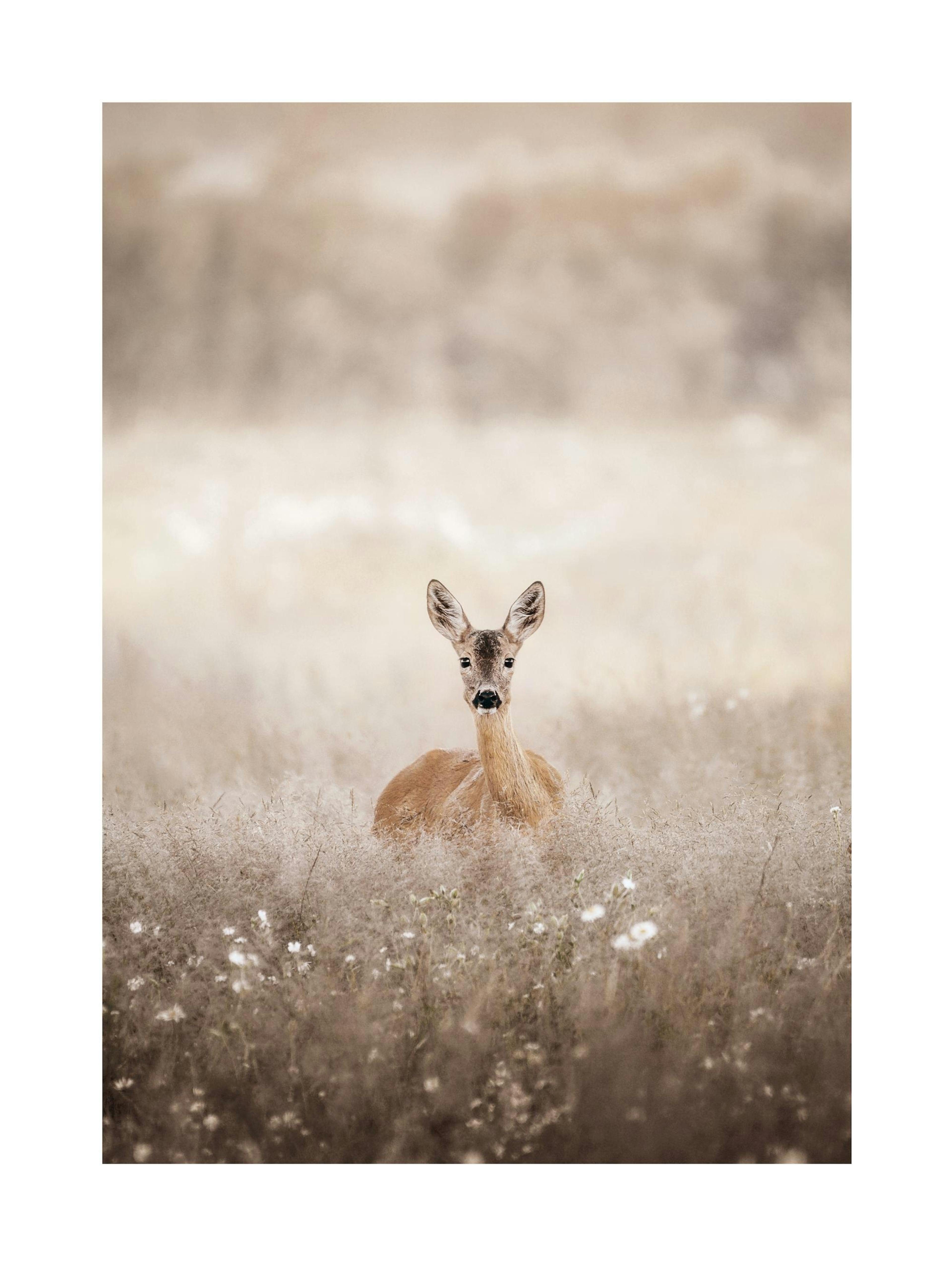 Roe Deer on a Field Print
